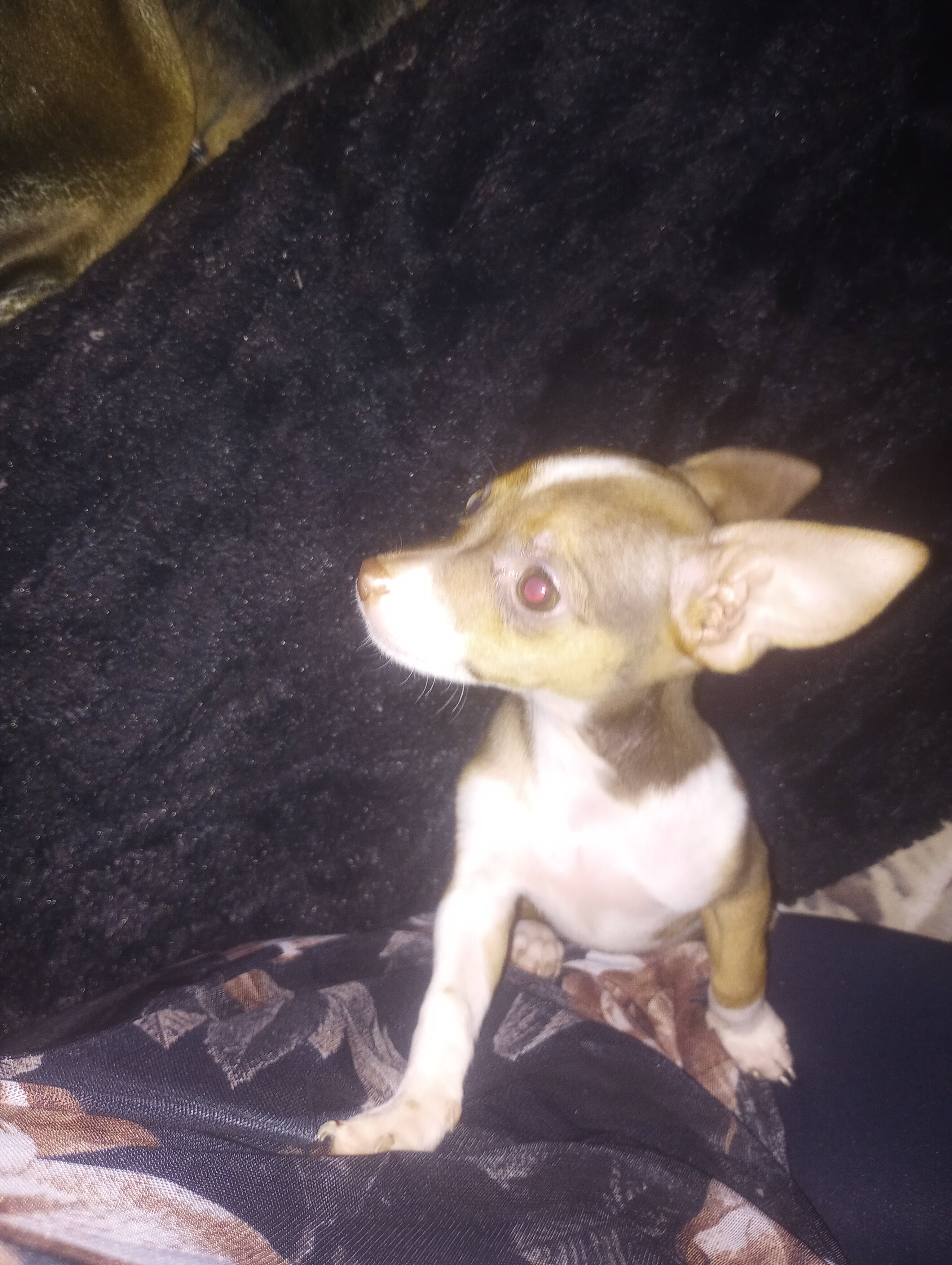 Puppy image 2