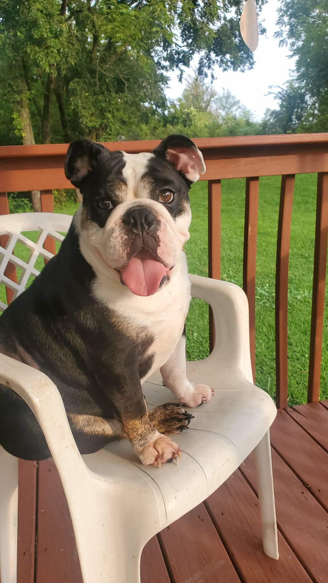 Full blooded English Bulldog-Female image 2