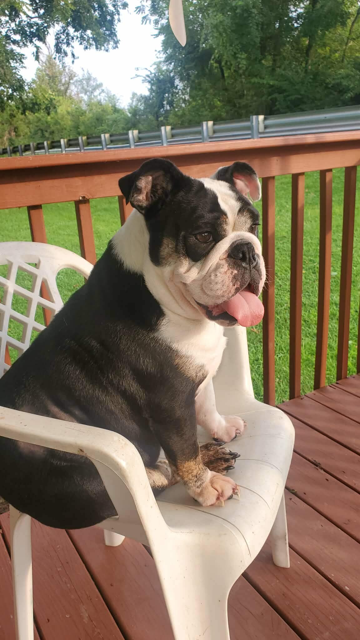 Full blooded English Bulldog-Female image 1