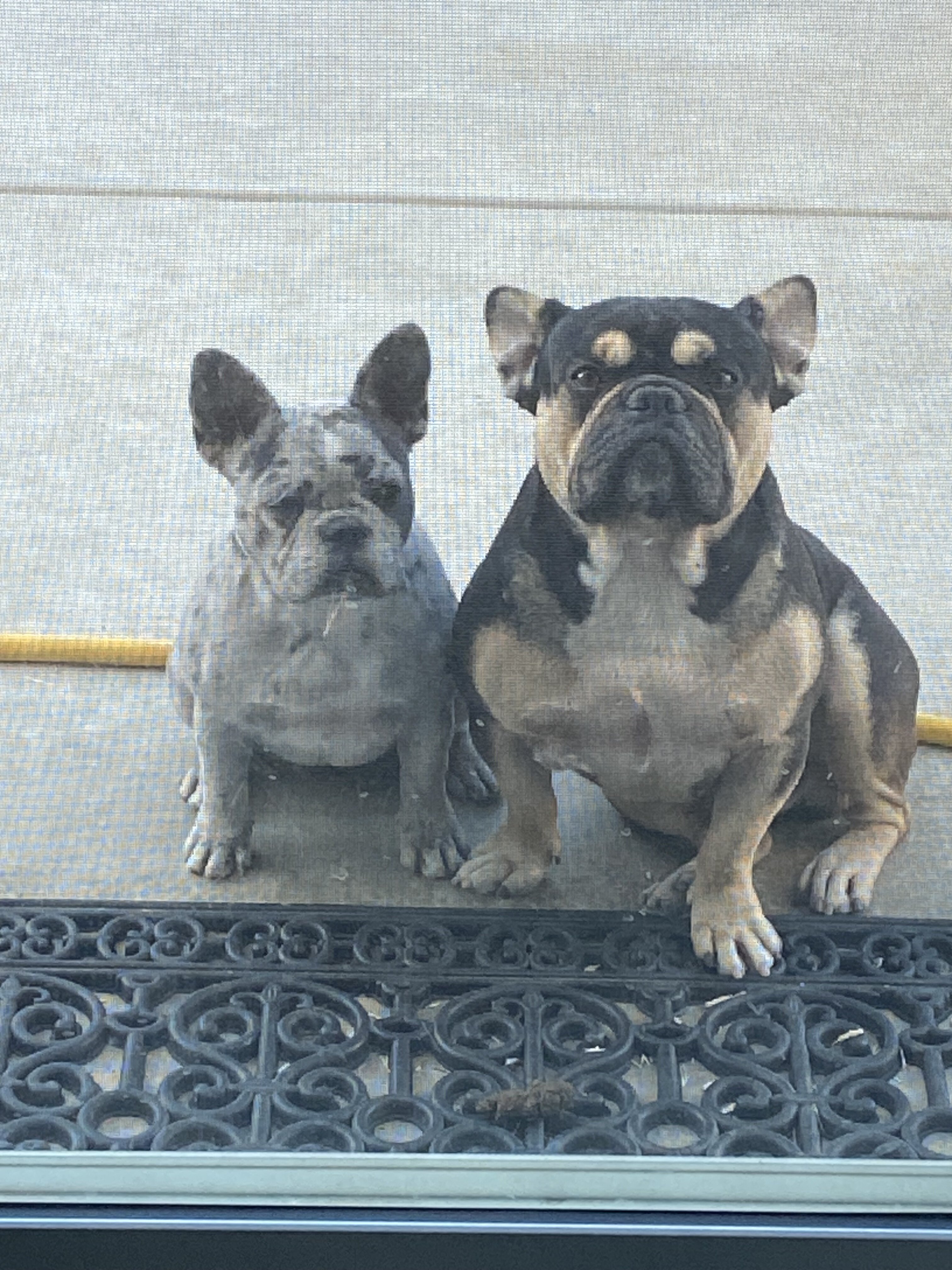 French bulldog puppies image 3