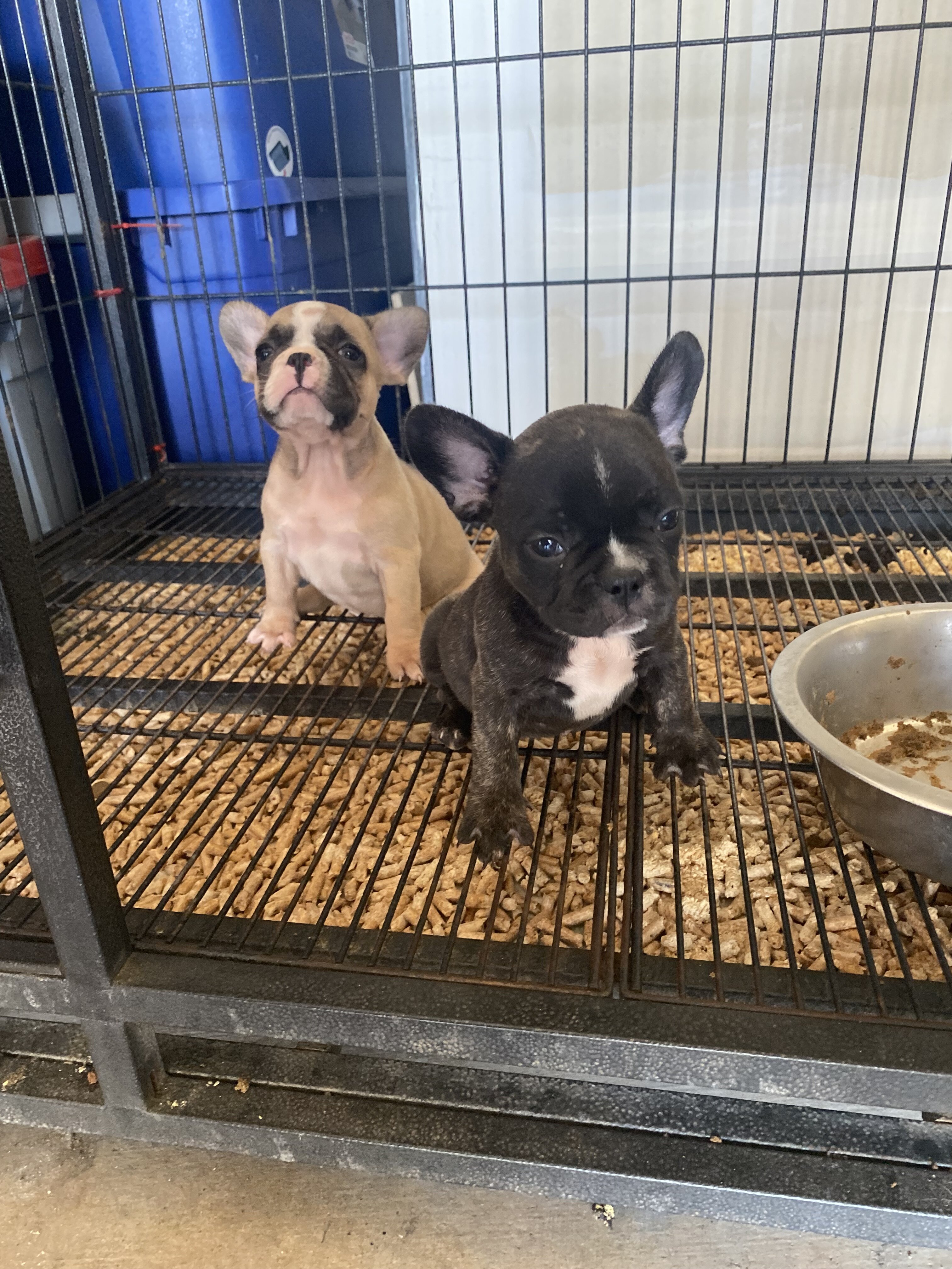 French bulldog puppies image 2