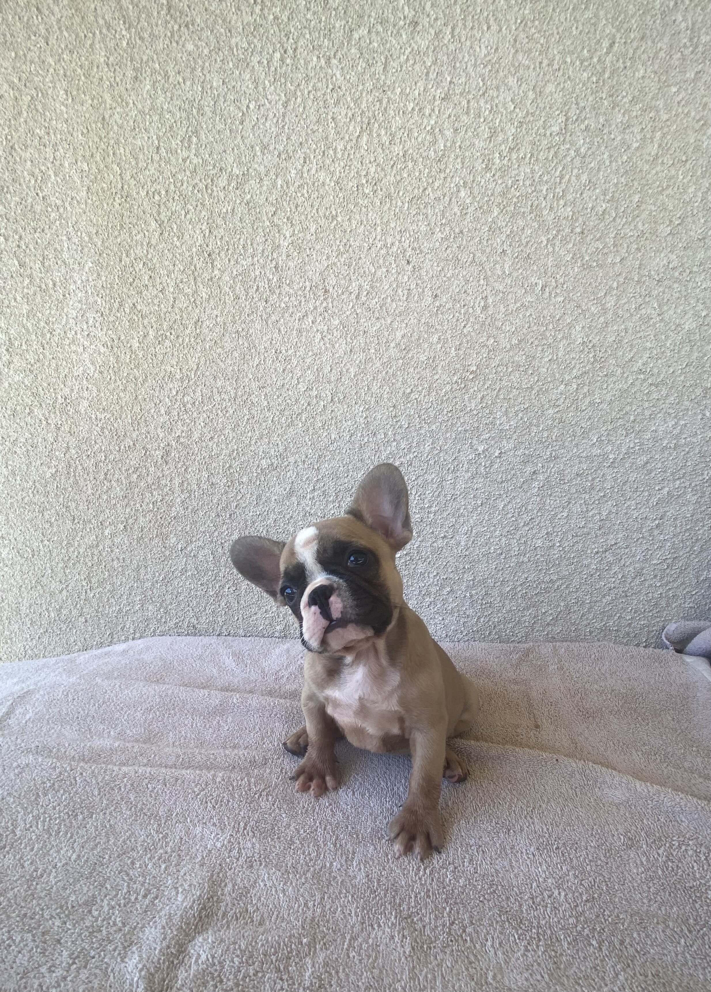 French bulldog puppies image 1