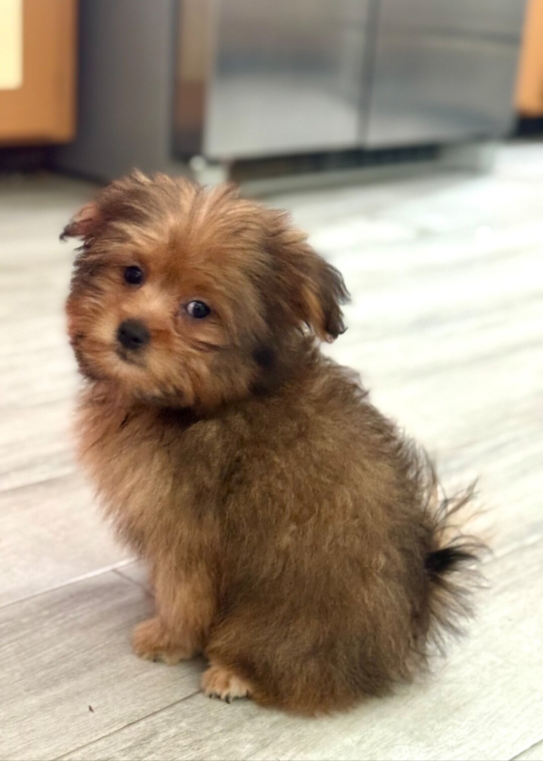 Morkie/pom image 2