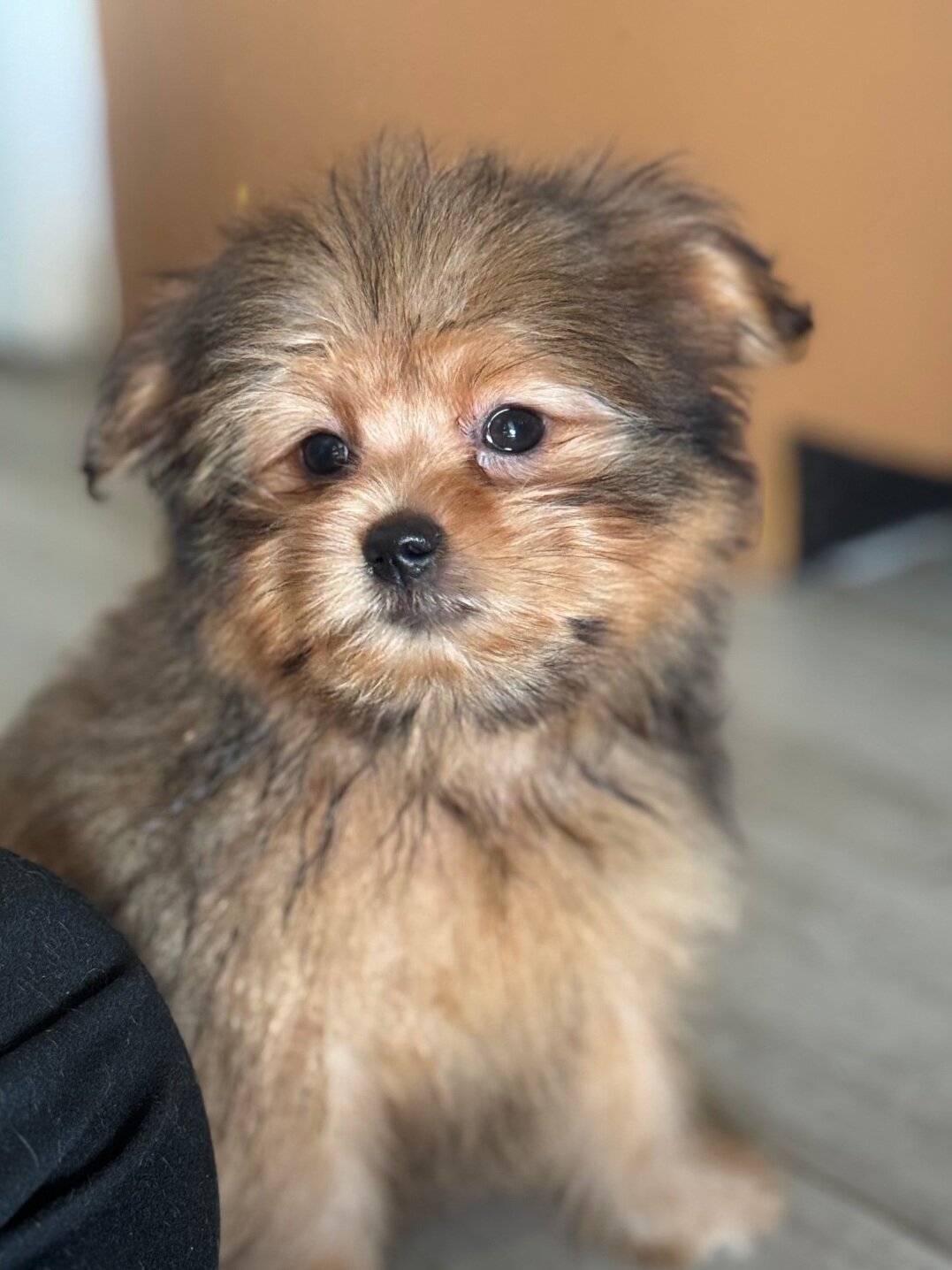 Morkie/pom image 1