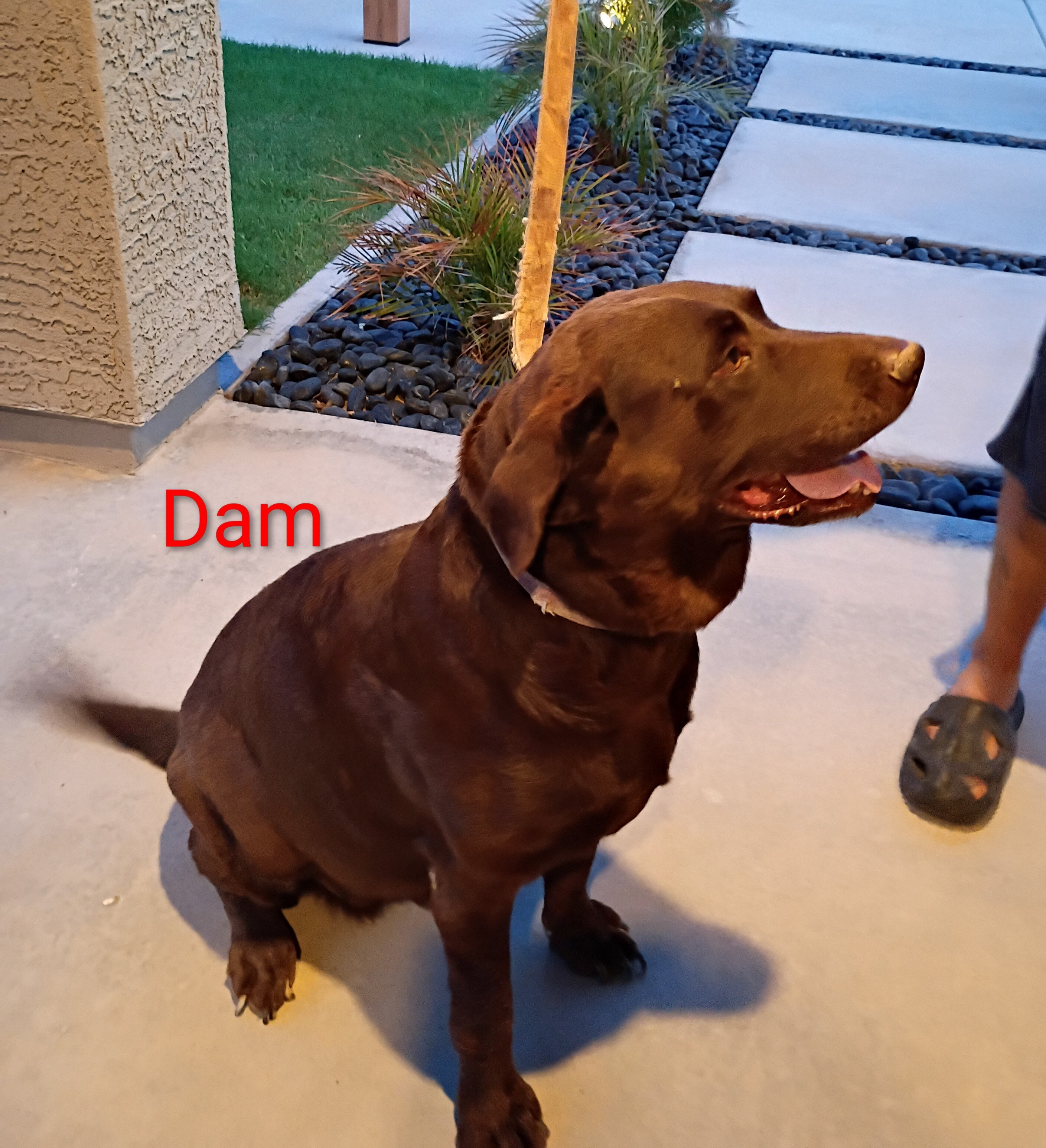 Labrador puppies image 7