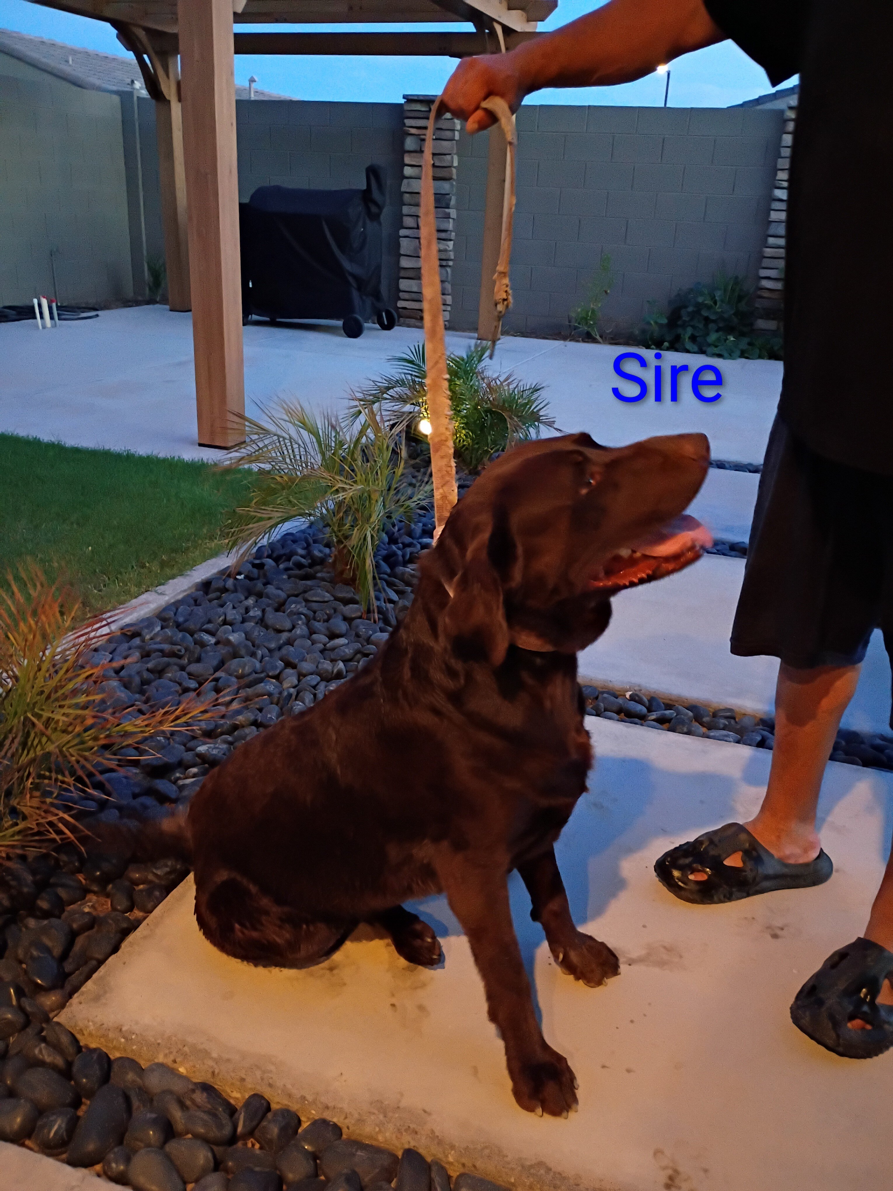 Labrador puppies image 8