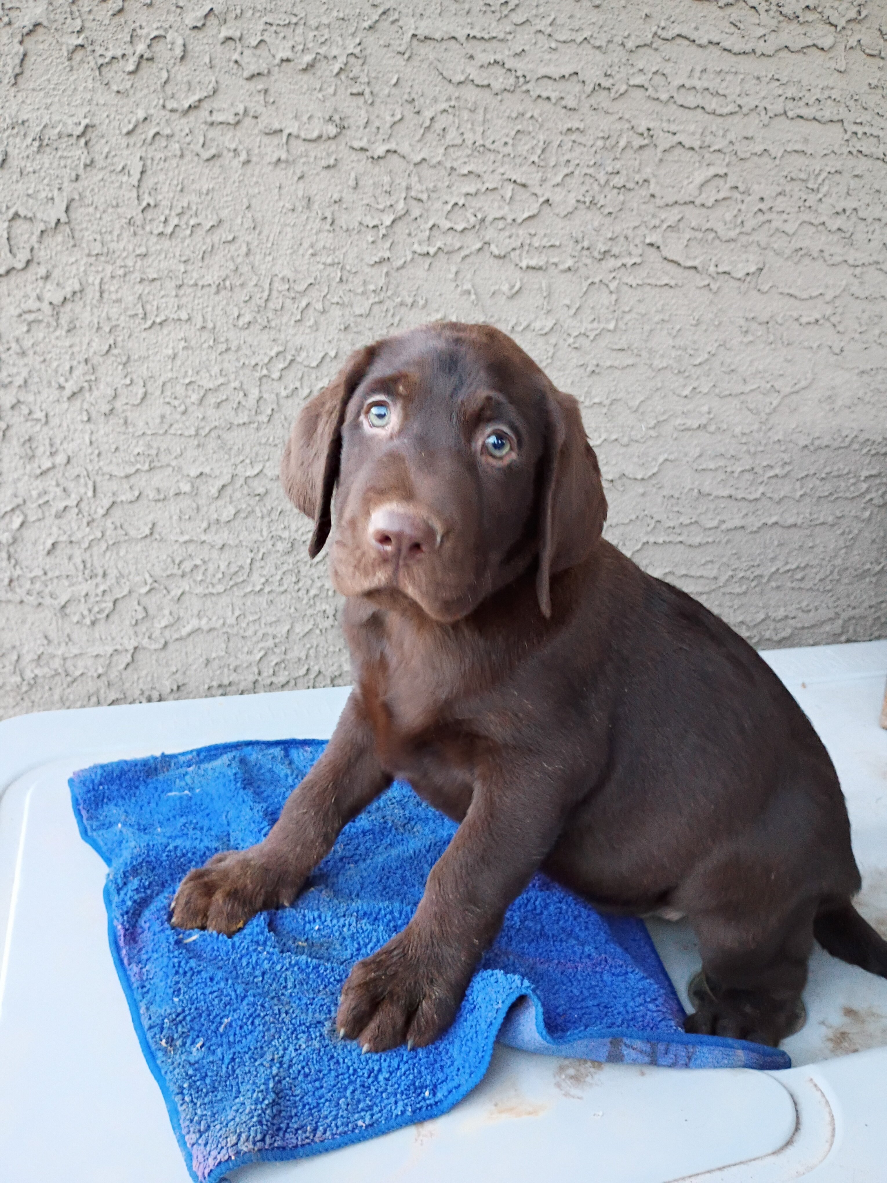 Labrador puppies image 6