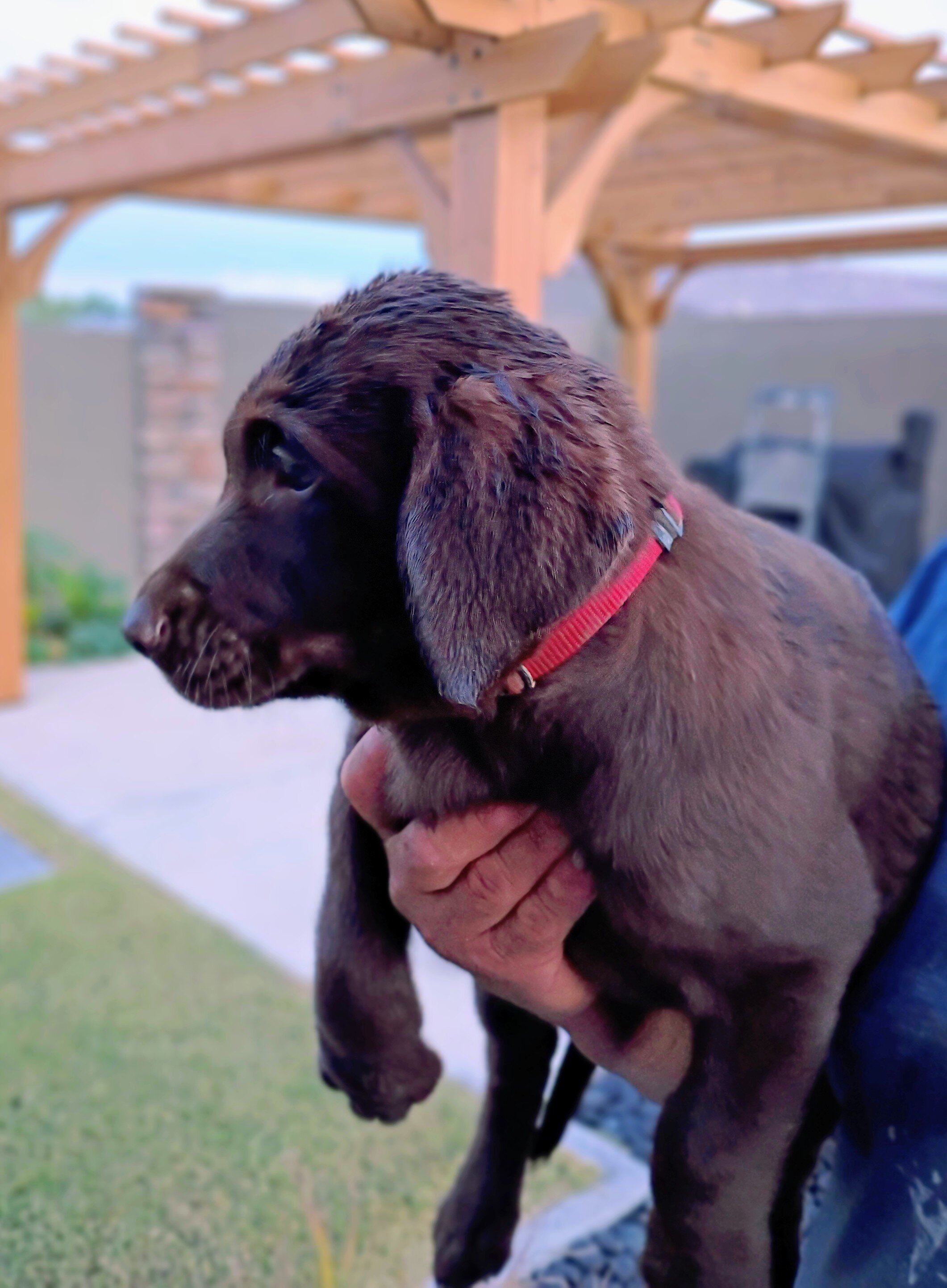 Labrador puppies image 3
