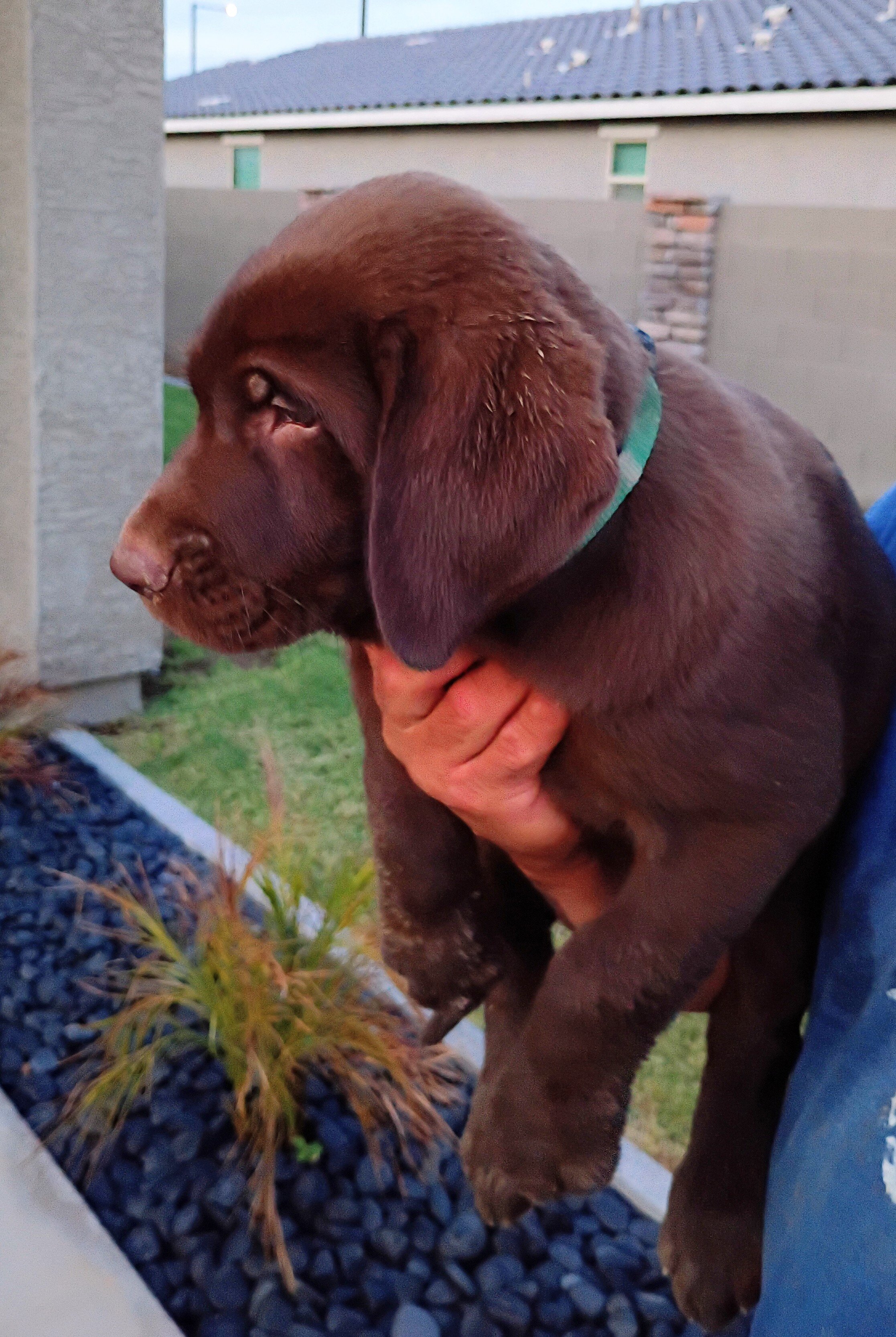 Labrador puppies image 2