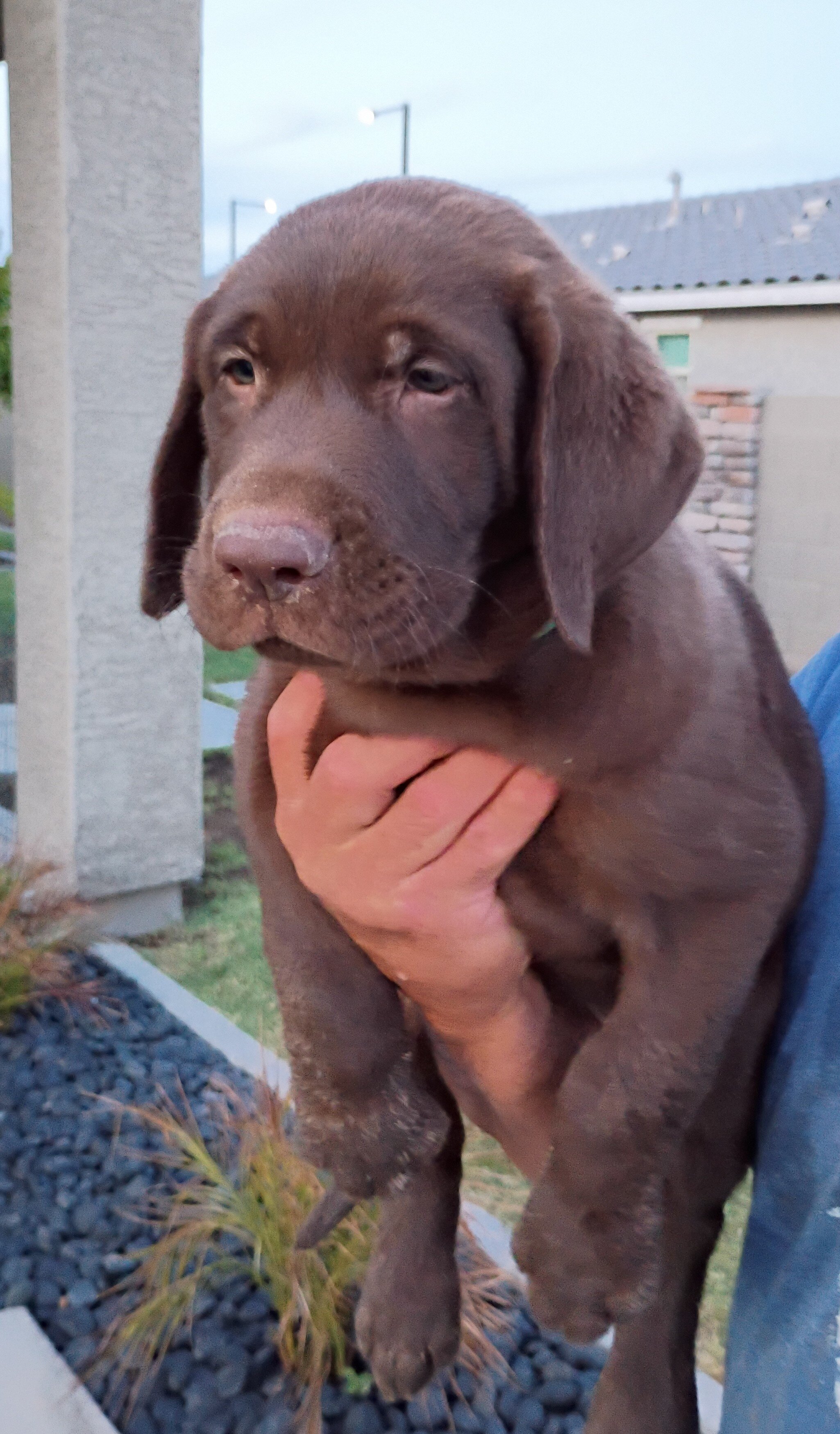 Labrador puppies image 1