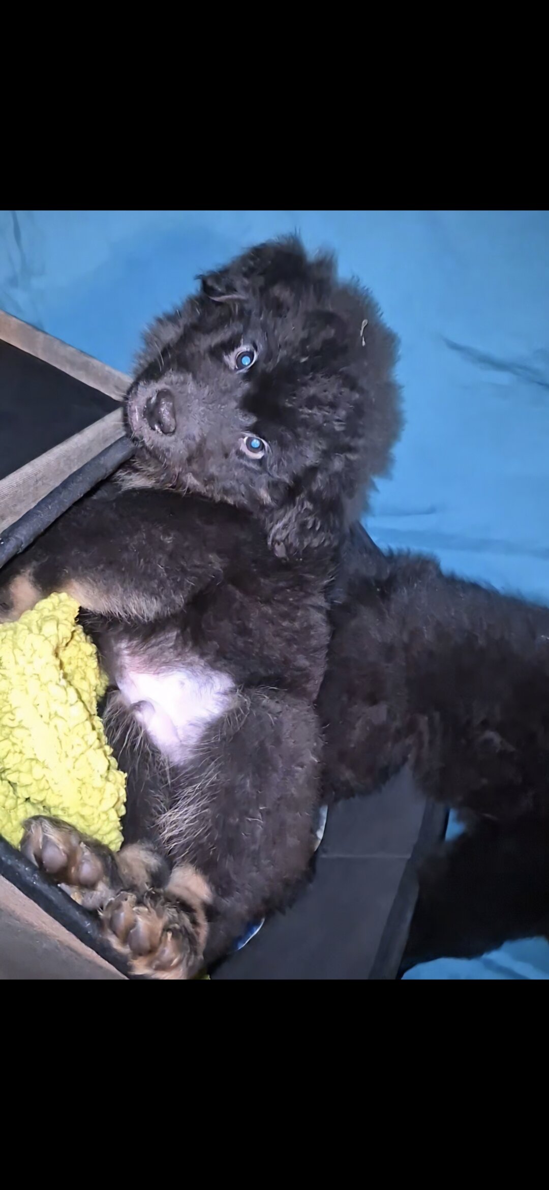 11 week old chow chow /English Australian shepherd image 8