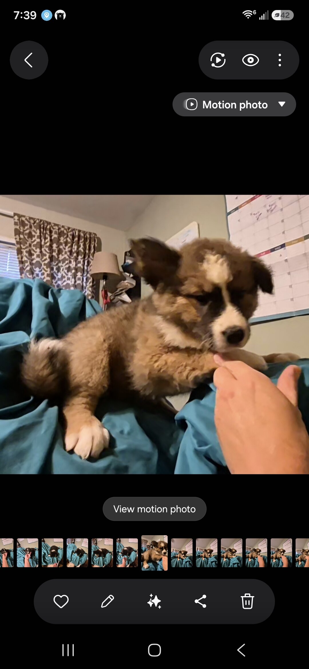 11 week old chow chow /English Australian shepherd image 4