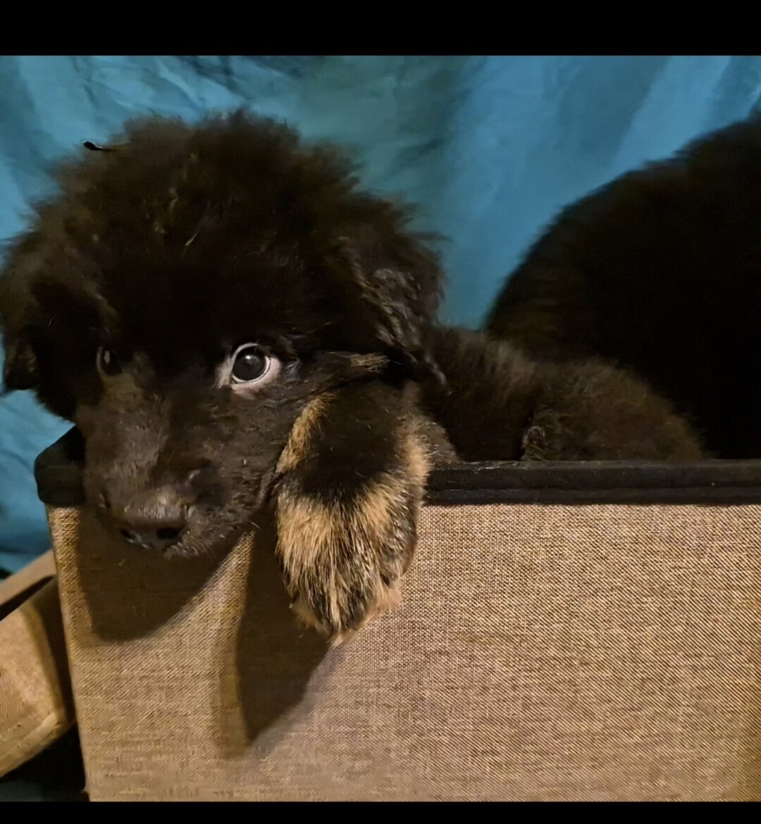 11 week old chow chow /English Australian shepherd image 9