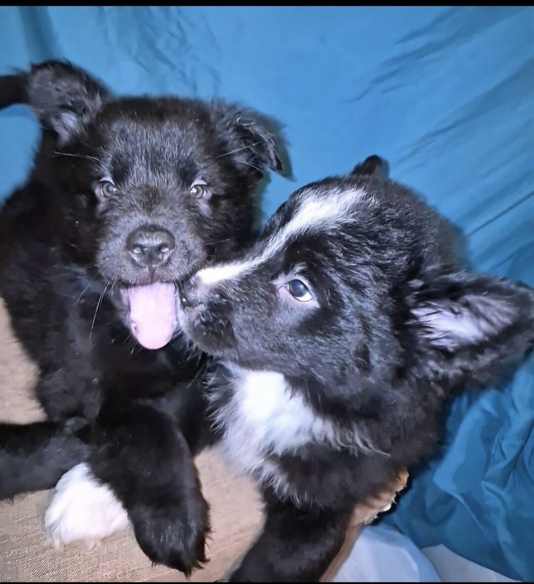 11 week old chow chow /English Australian shepherd image 5