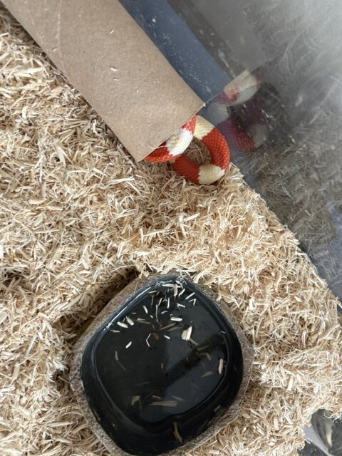 Baby Albino Nelson Milksnake Comes with everything image 6