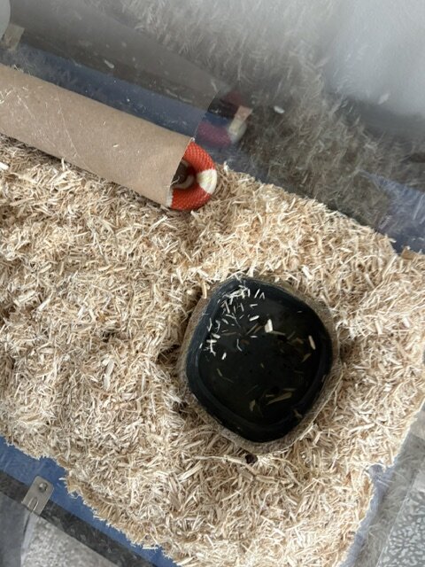 Baby Albino Nelson Milksnake Comes with everything image 5