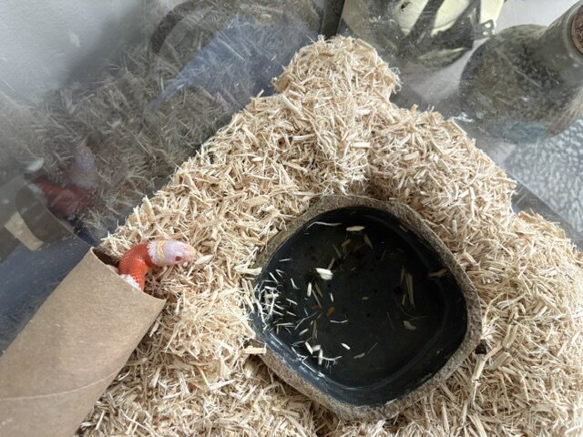 Baby Albino Nelson Milksnake Comes with everything image 2