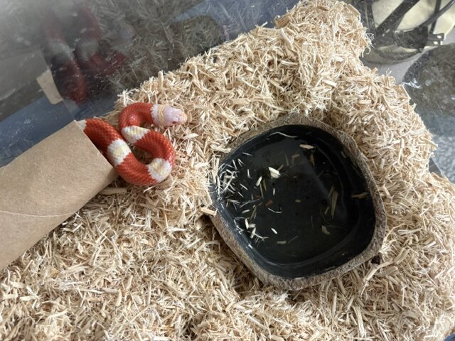Baby Albino Nelson Milksnake Comes with everything image 3