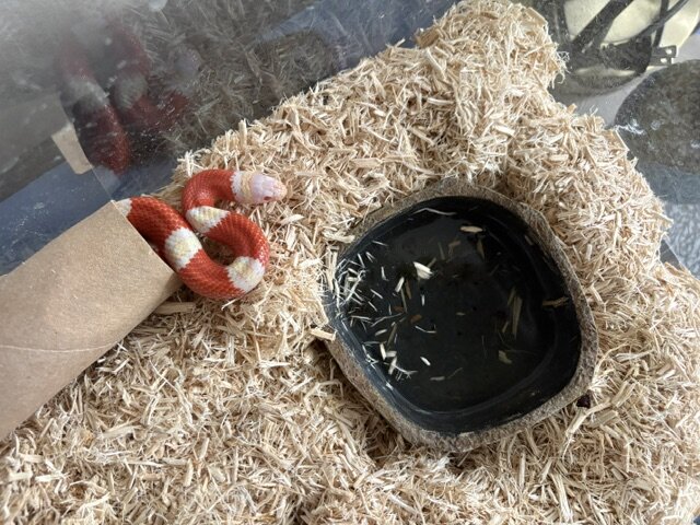 Baby Albino Nelson Milksnake Comes with everything image 1
