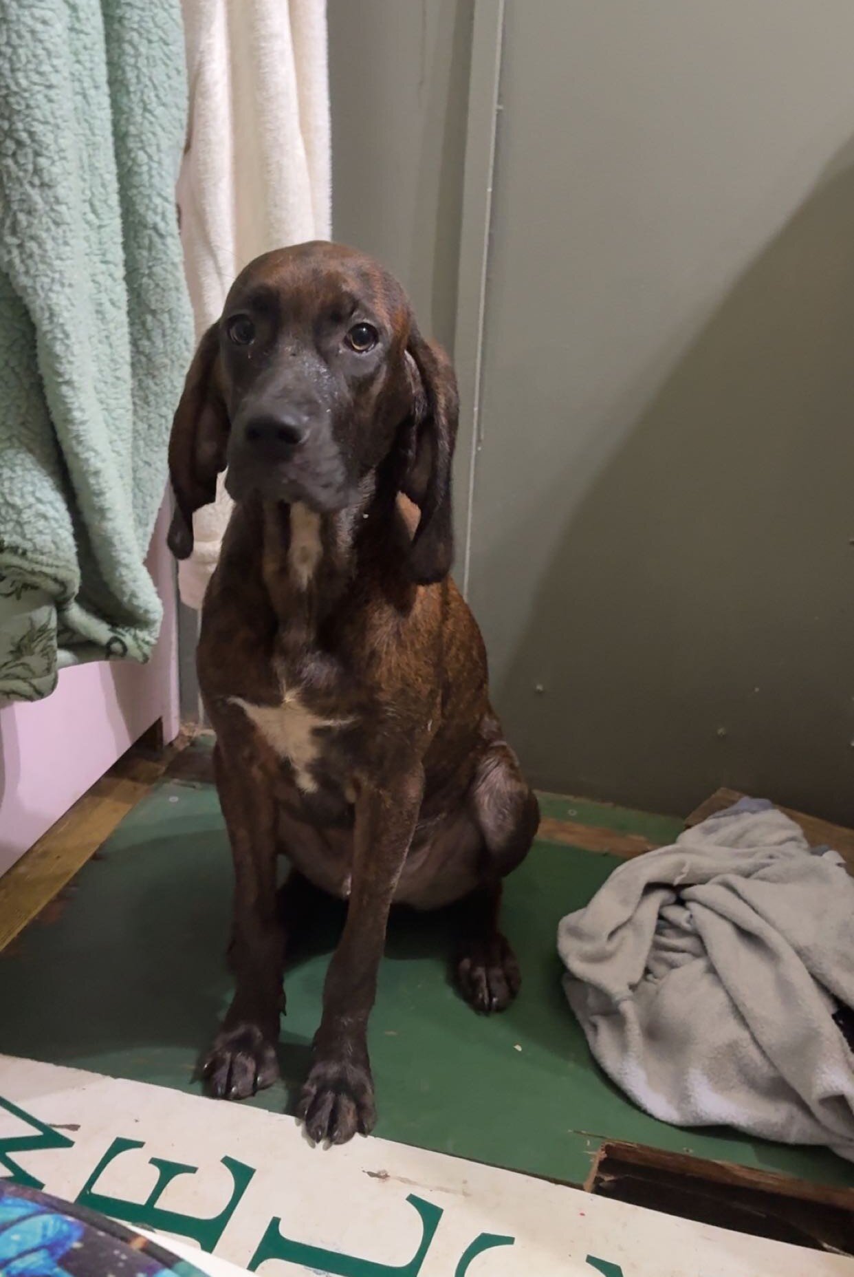 Sweet Plott Hound Looking for His Person image 1