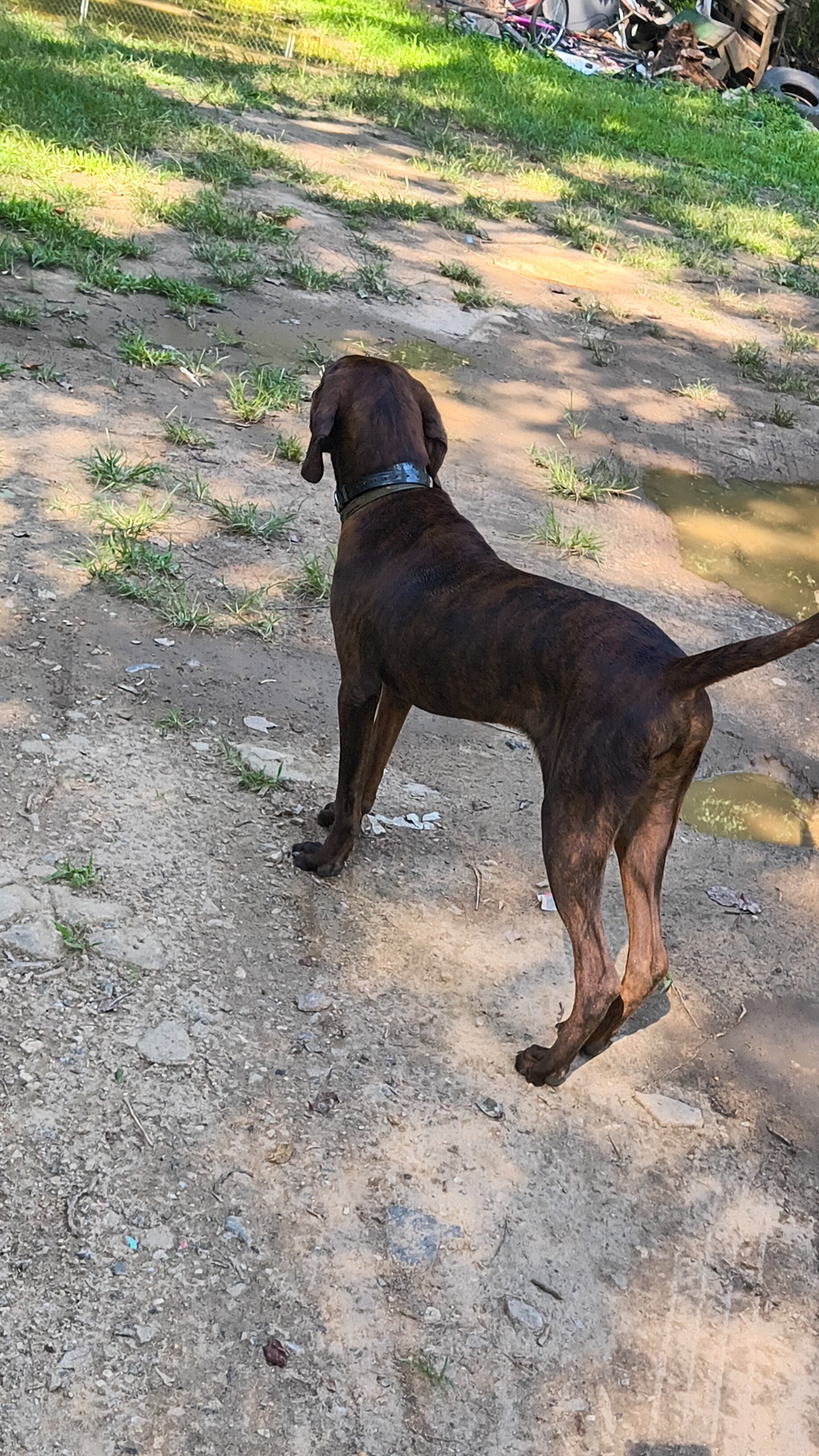 Sweet Plott Hound Looking for His Person image 2