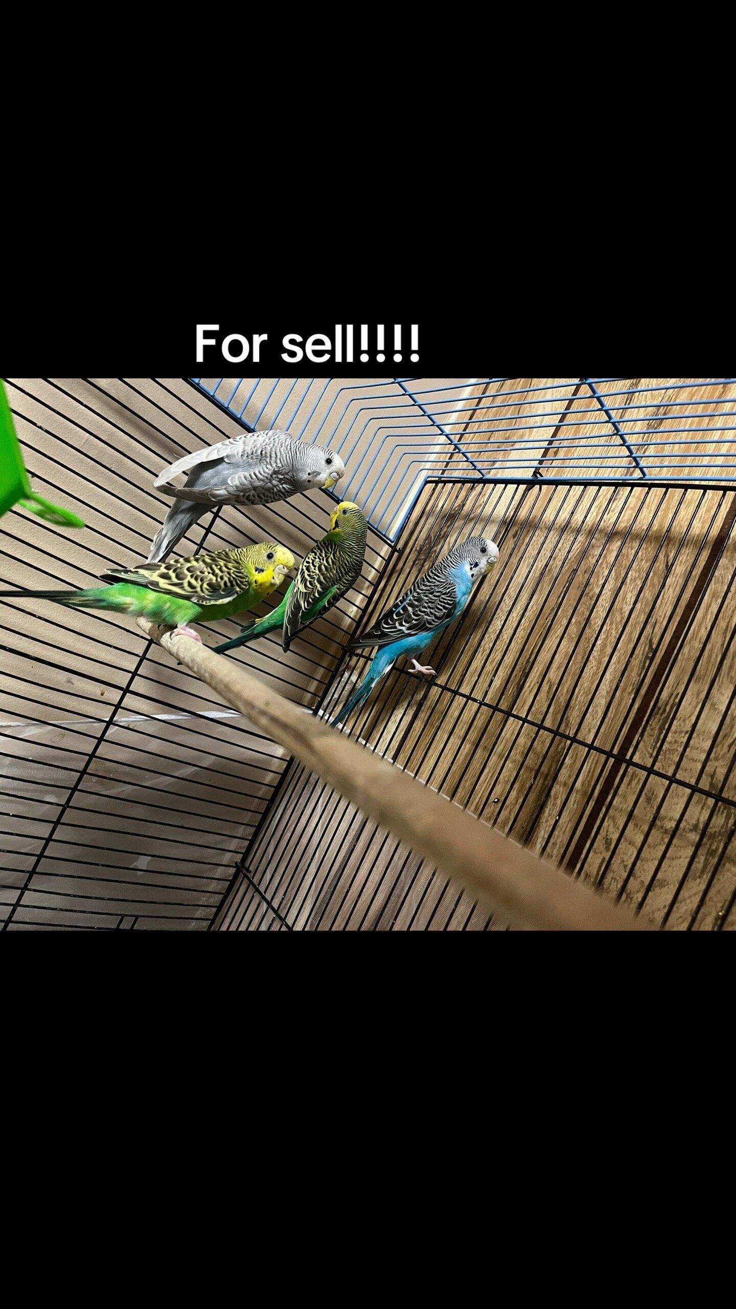 Parakeets image 1