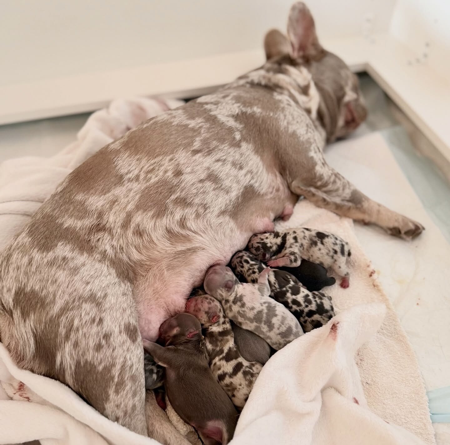 Gorgeous merle French Bulldog puppies image 2