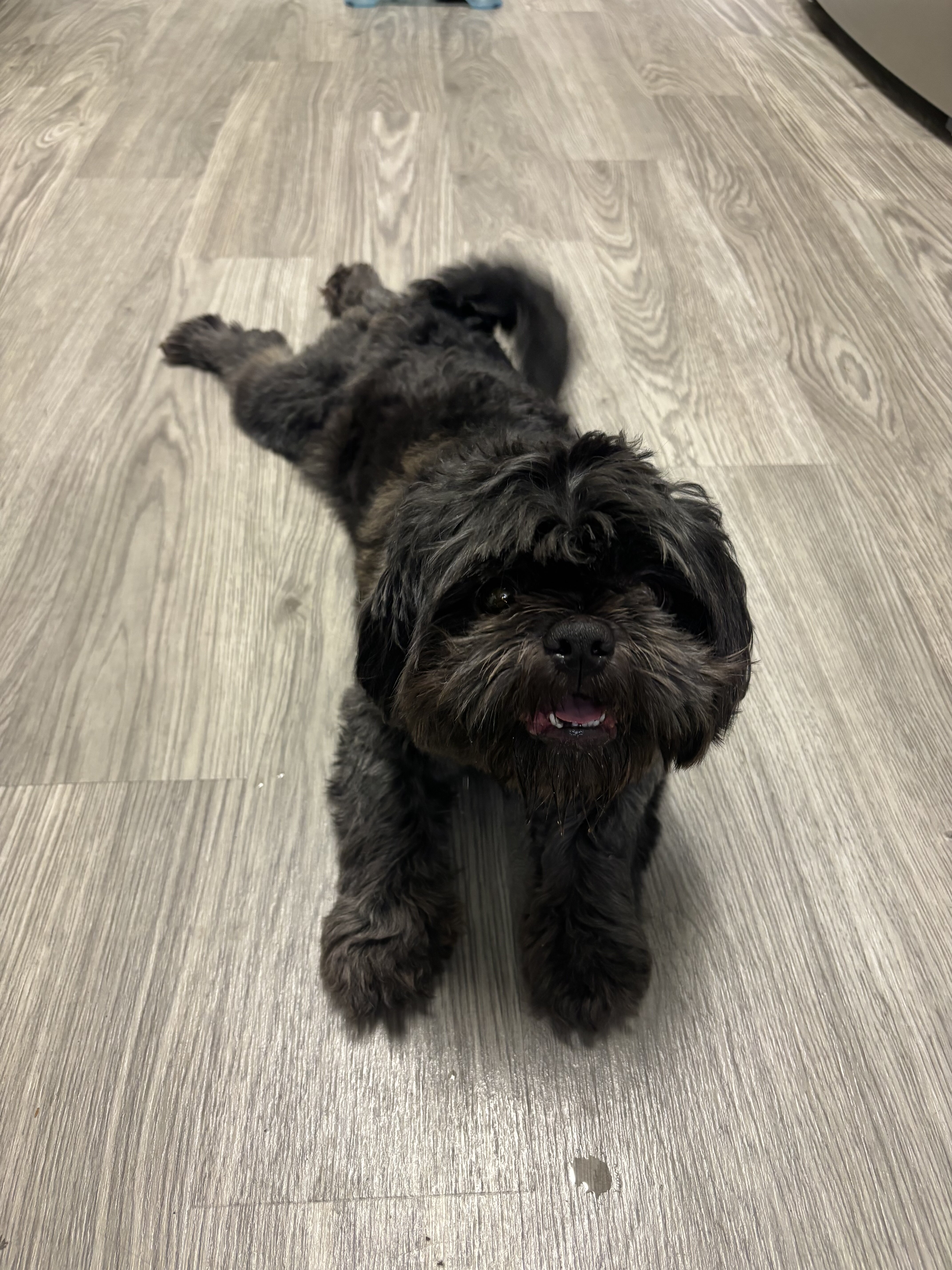Shih Tzu image 1
