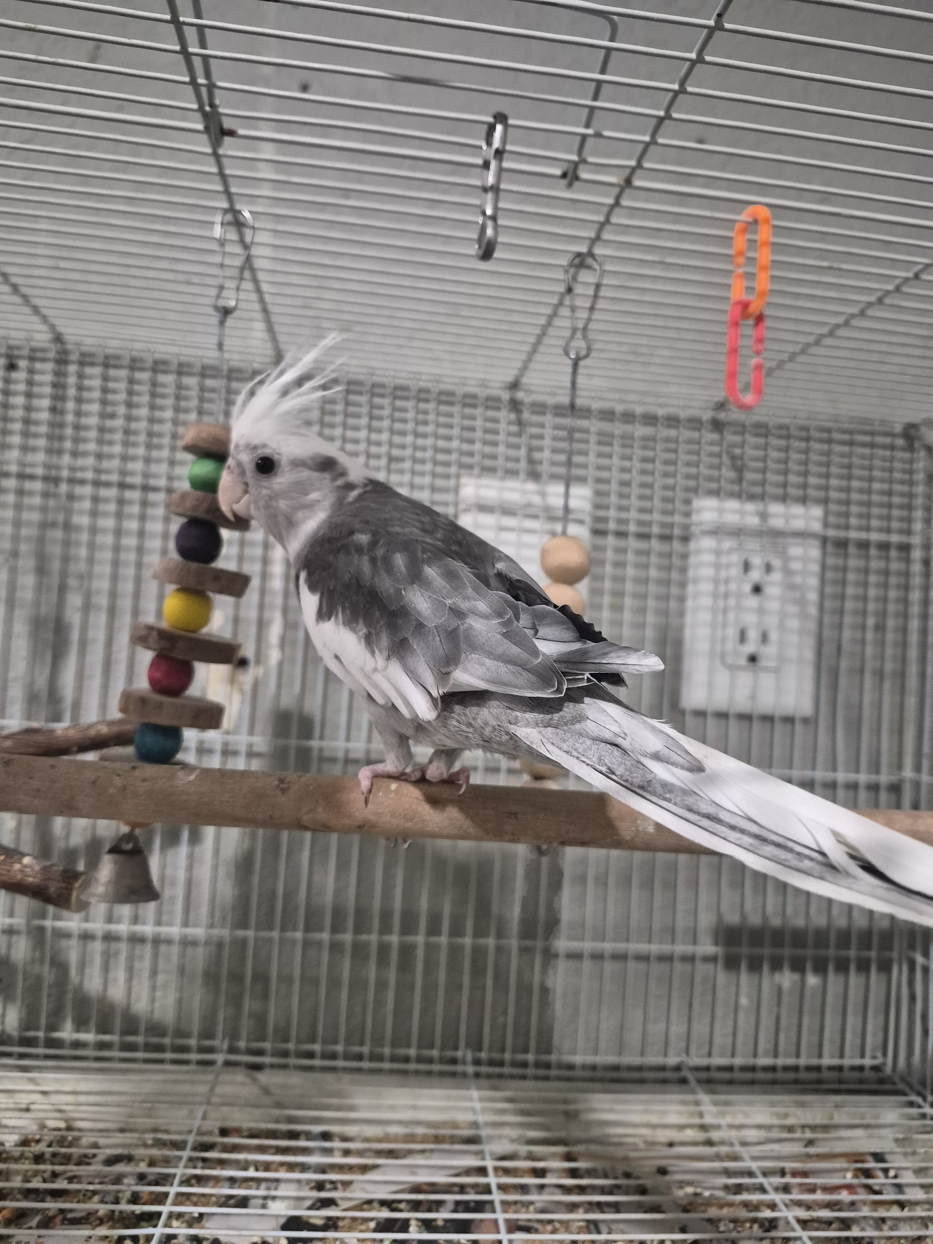 Tame handfed cockatiels image 2