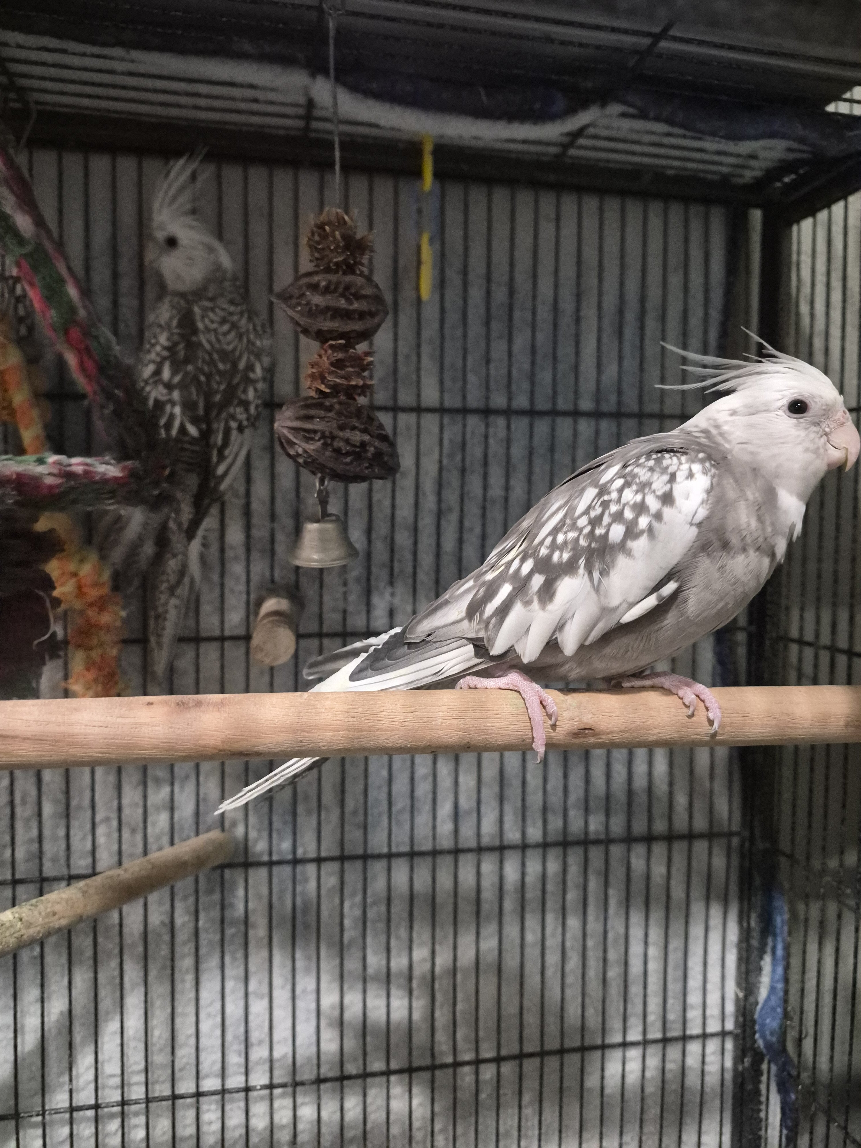 Tame handfed cockatiels image 1