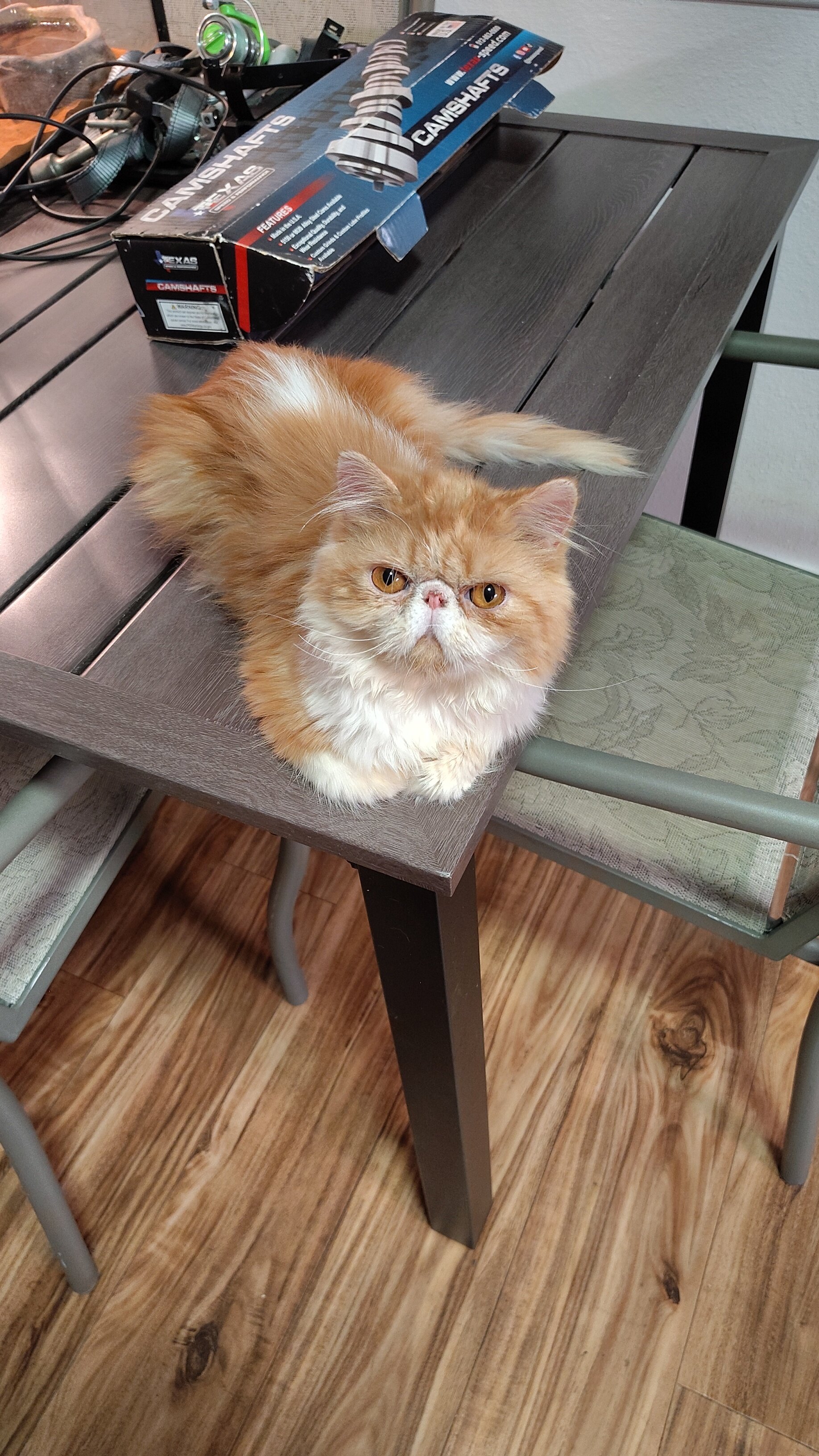 Kitten image 1