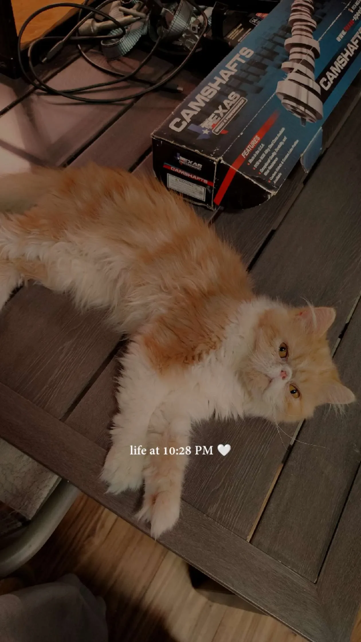 Kitten image 2