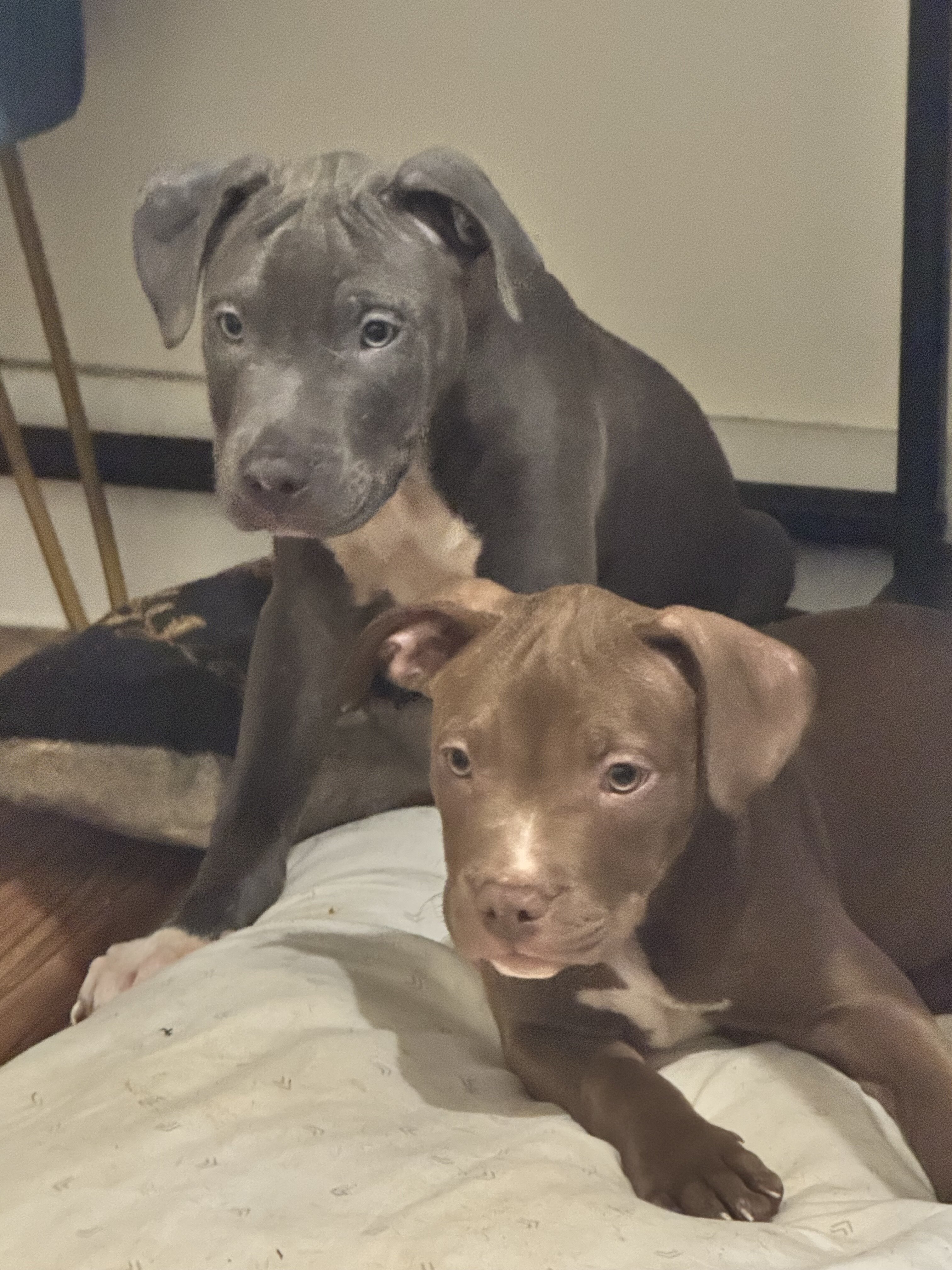 Pitbull puppy mixed image 4