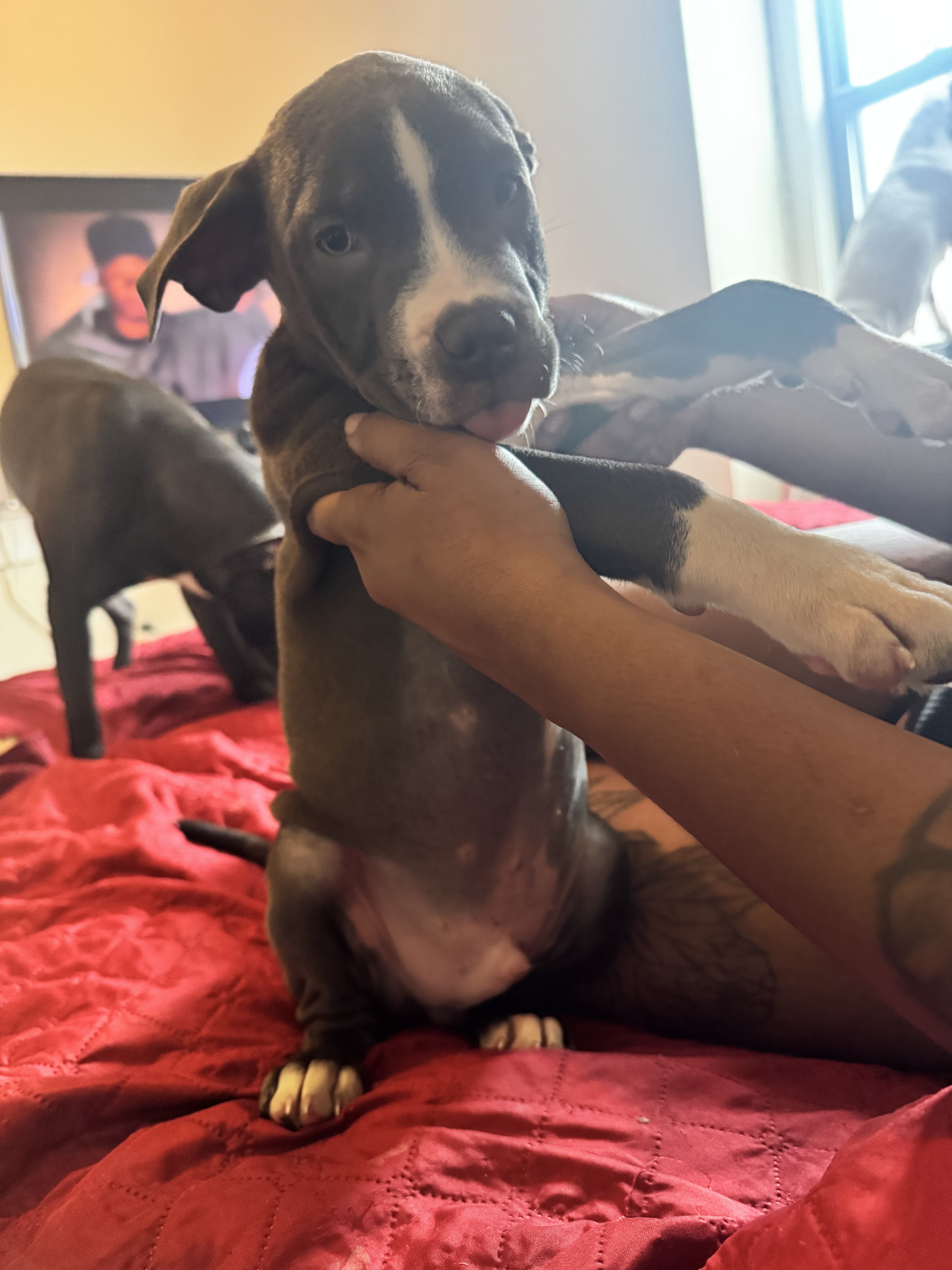 Pitbull puppy mixed image 3
