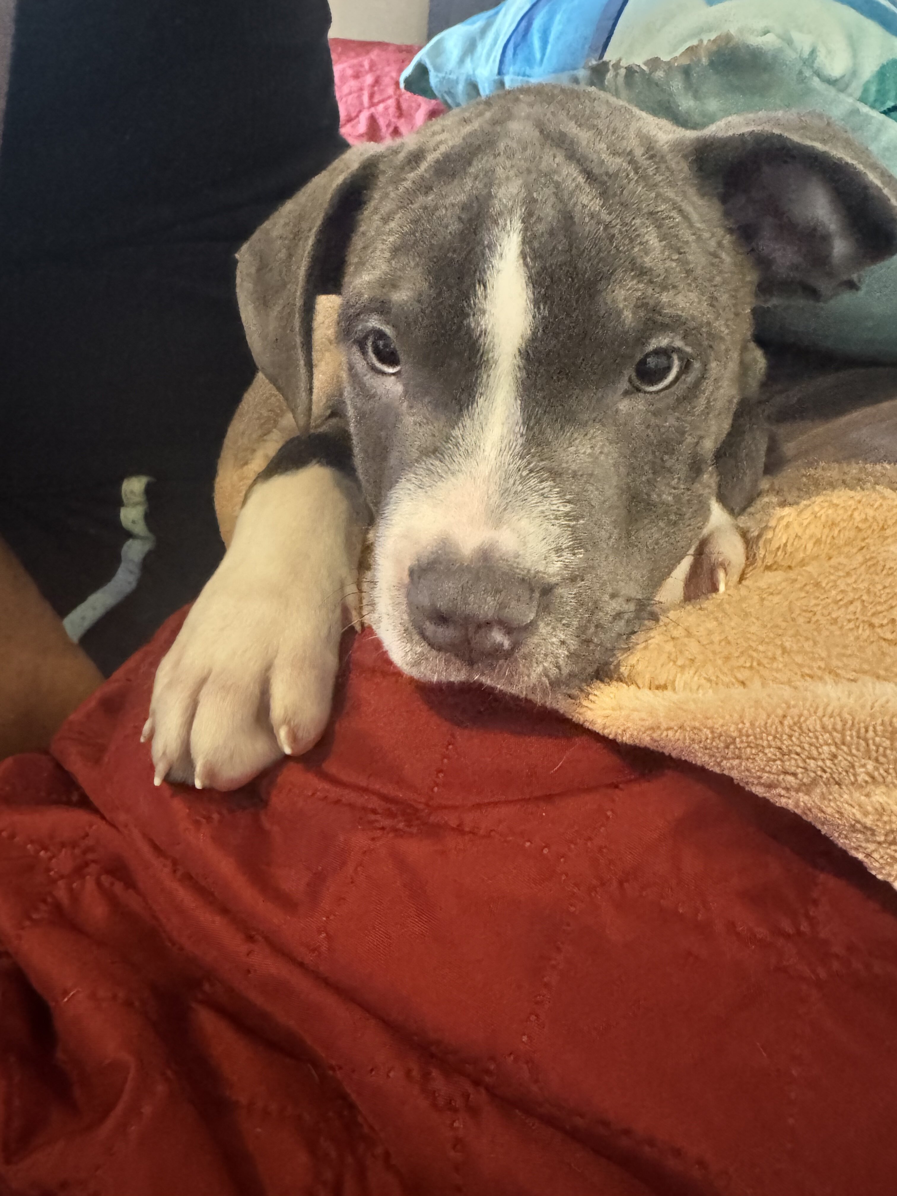 Pitbull puppy mixed image 1