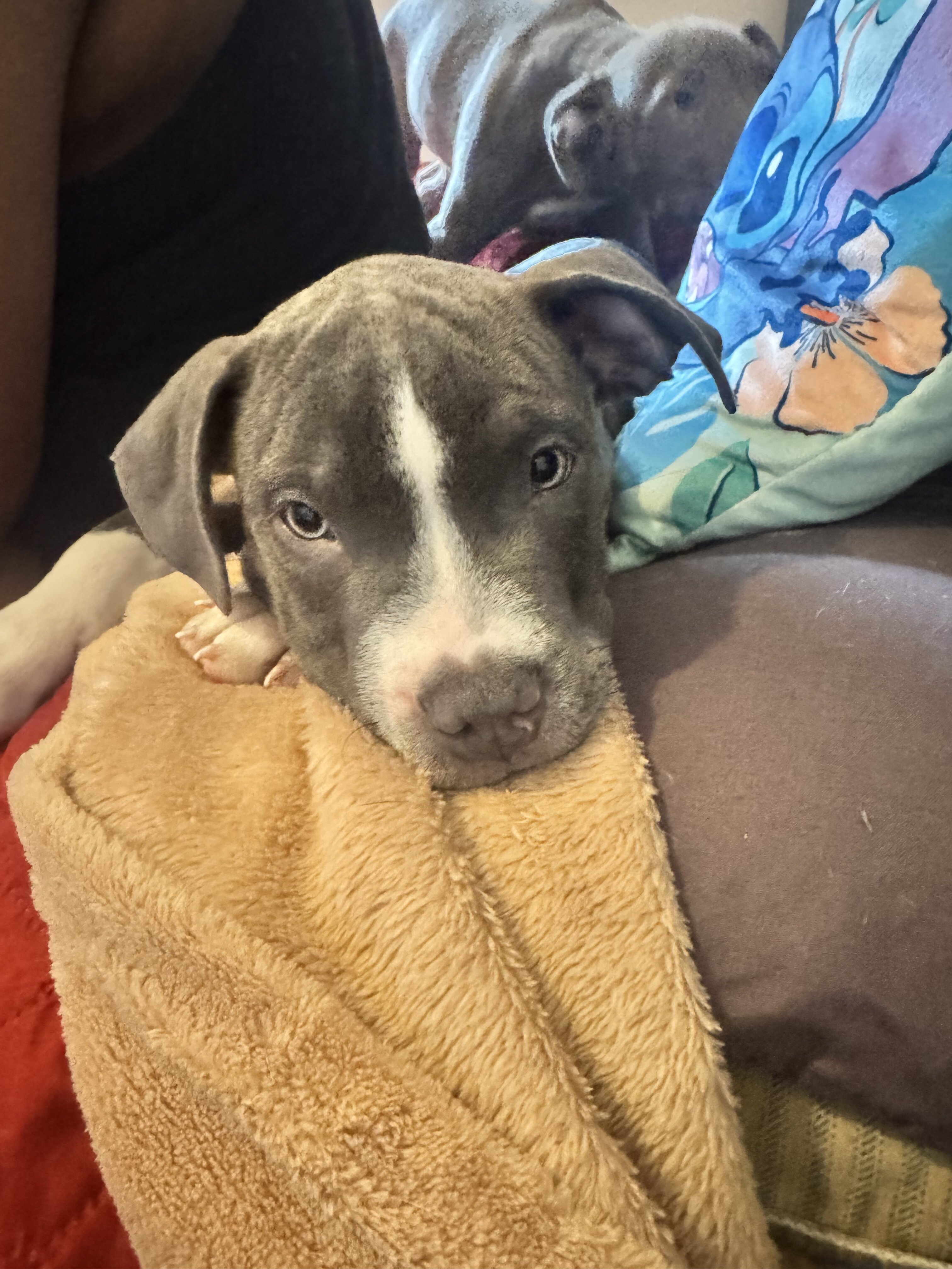 Pitbull puppy mixed image 2