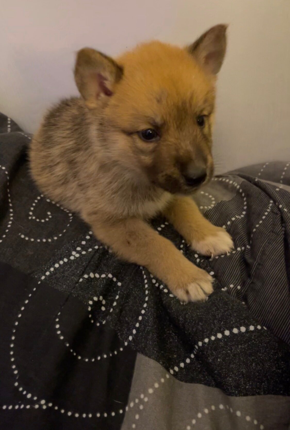 Alaskan malmute/ German shepherd puppies image 1