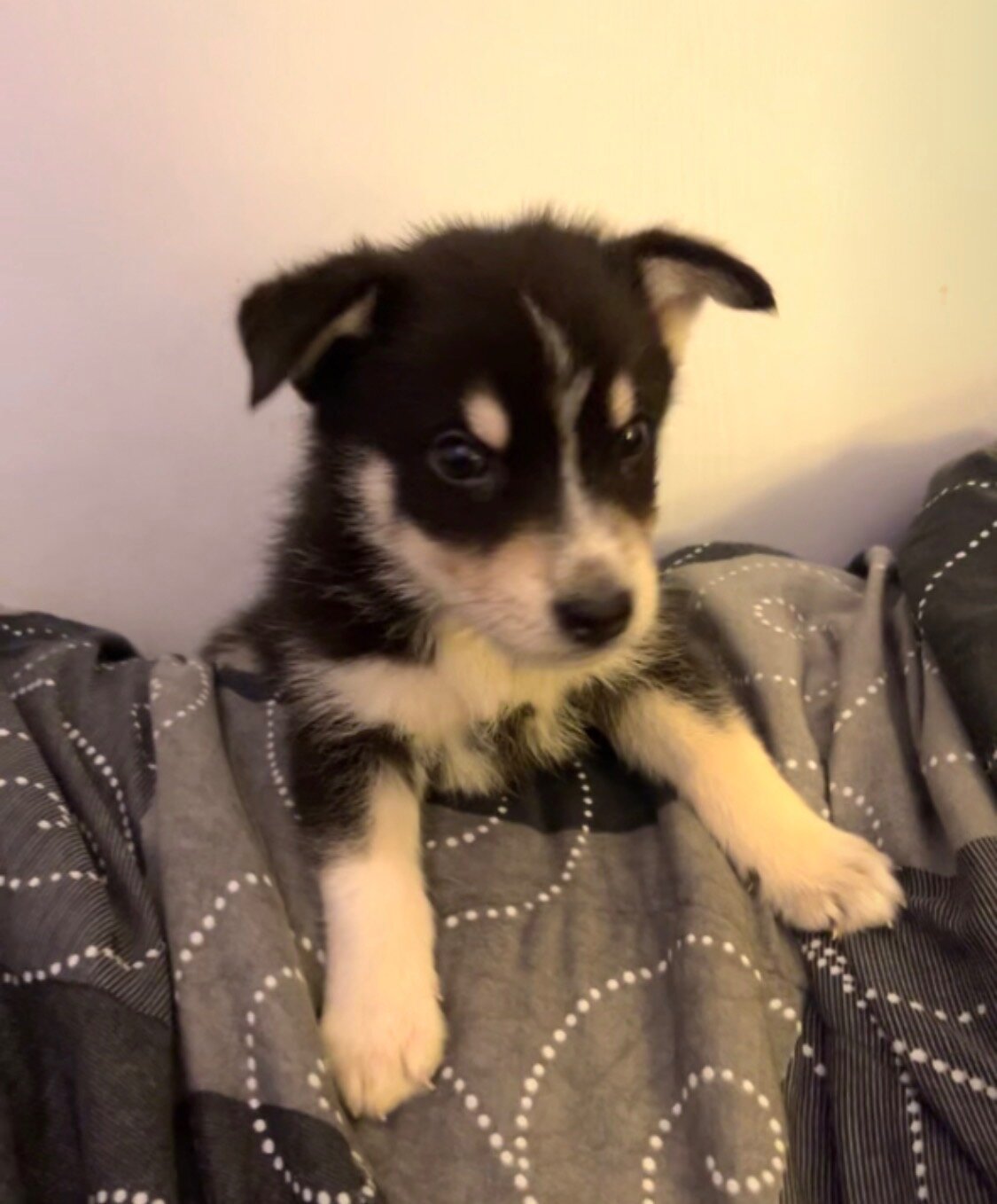 Alaskan malmute/ German shepherd puppies image 6