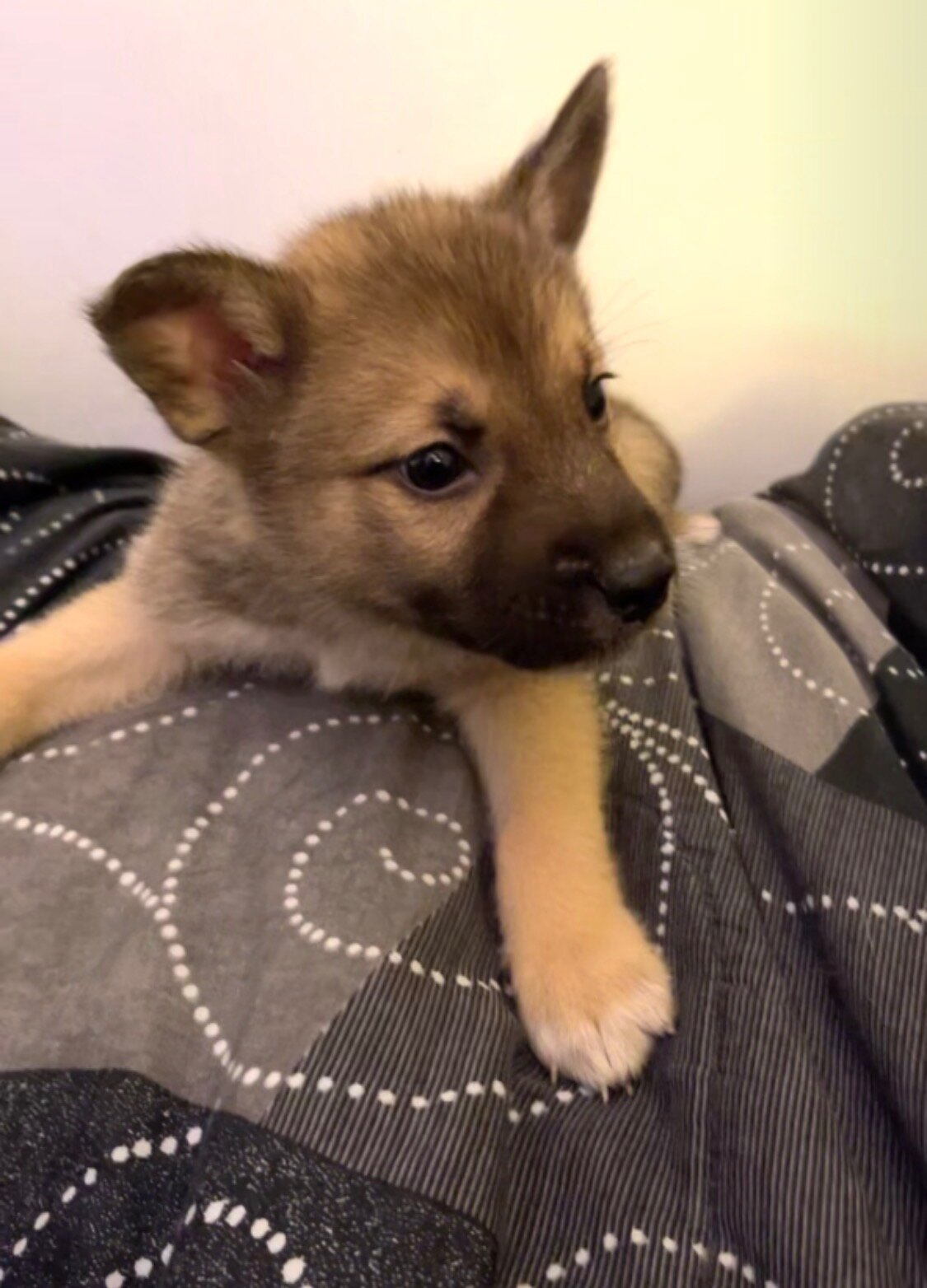 Alaskan malmute/ German shepherd puppies image 5