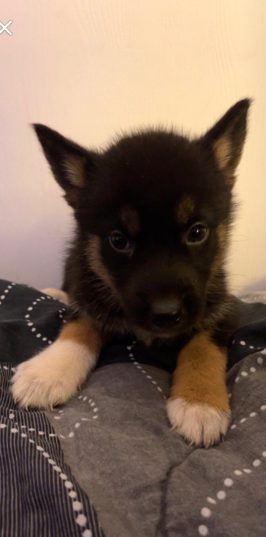 Alaskan malmute/ German shepherd puppies image 3