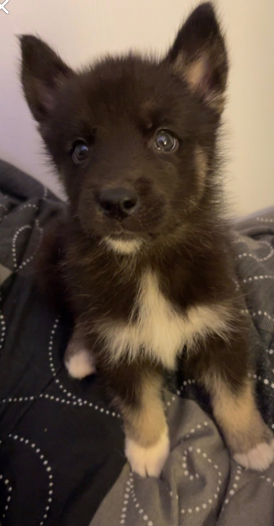 Alaskan malmute/ German shepherd puppies image 7