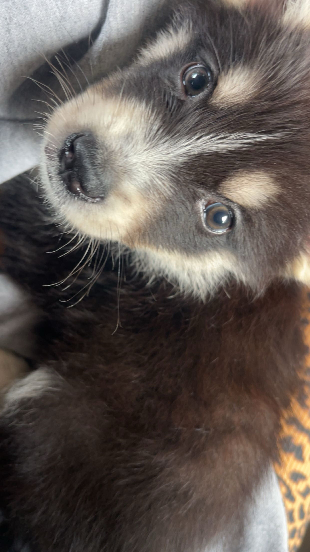 Alaskan malmute/ German shepherd puppies image 2