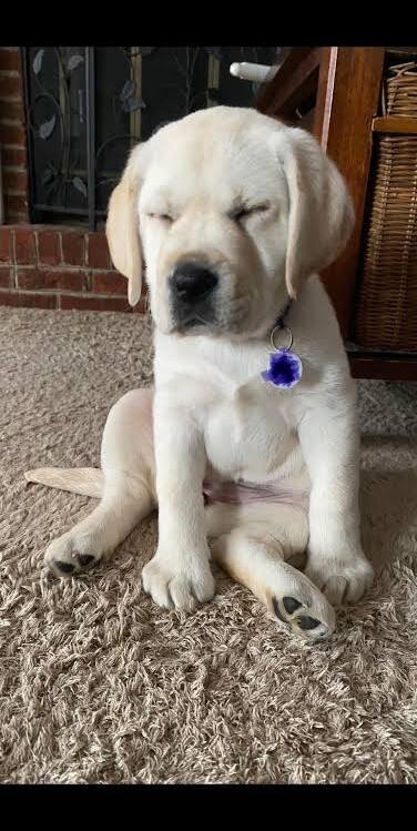 13-Week-Old Friendly Female Puppy image 1