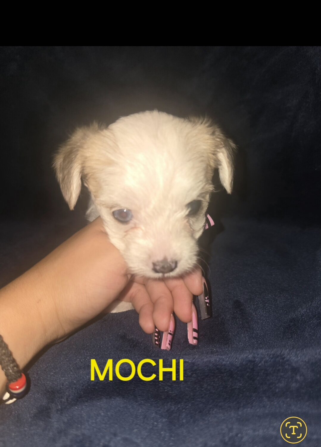 Yorkie puppy image 1