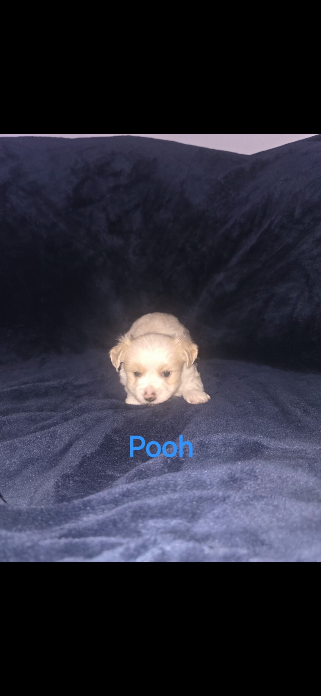 Little boy yorkie puppy image 1