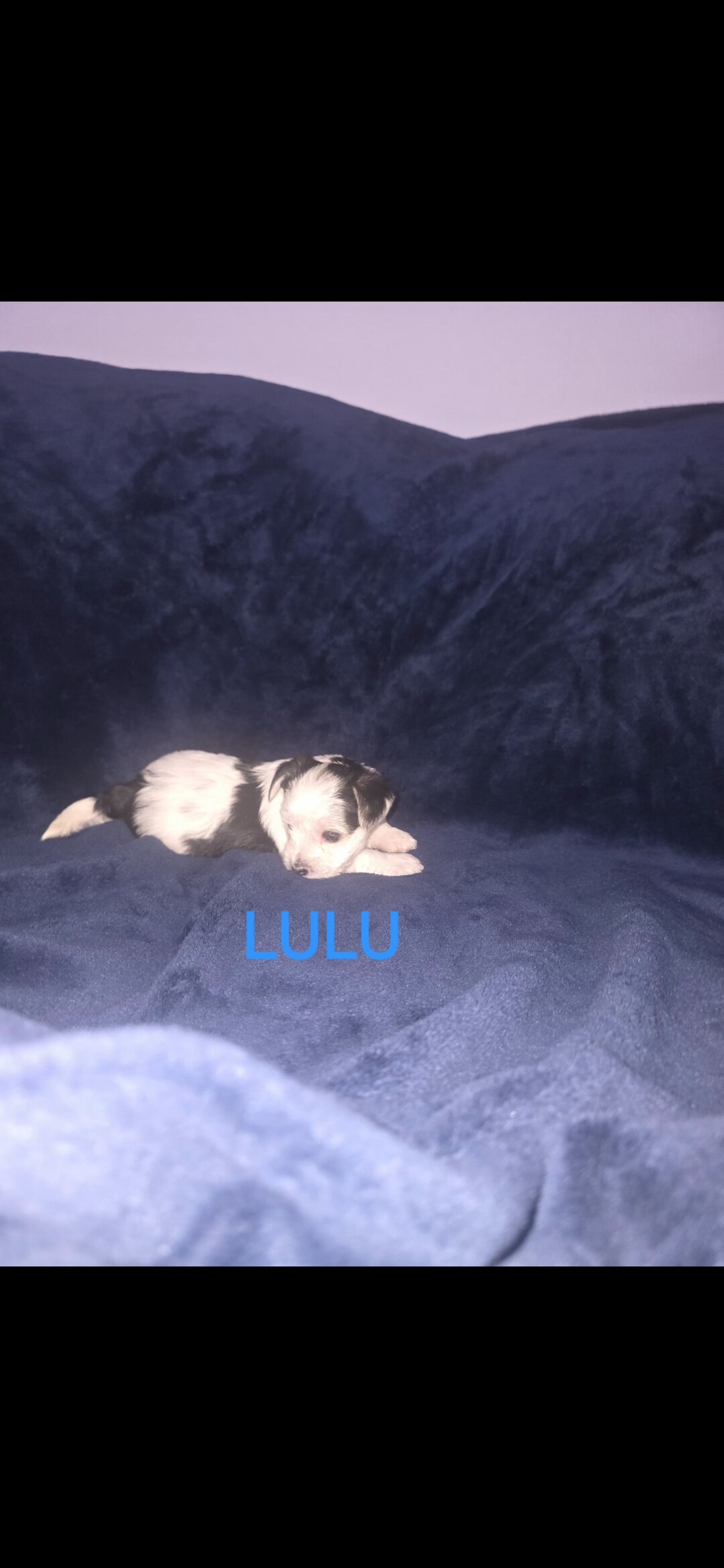 Female yorkie image 1