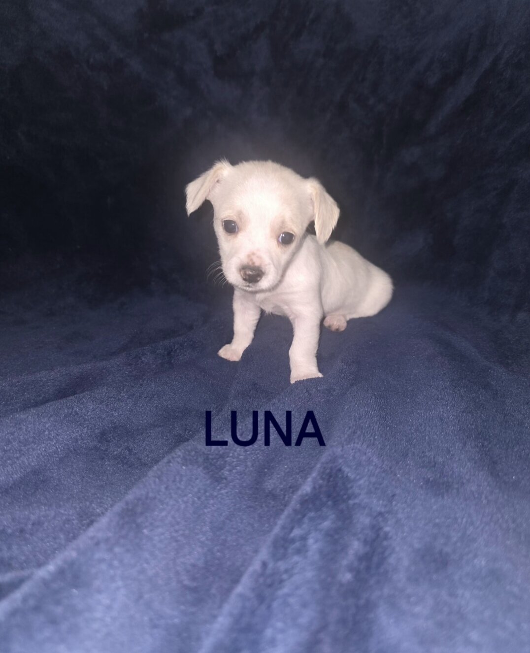 Teacup Female chorkie image 1