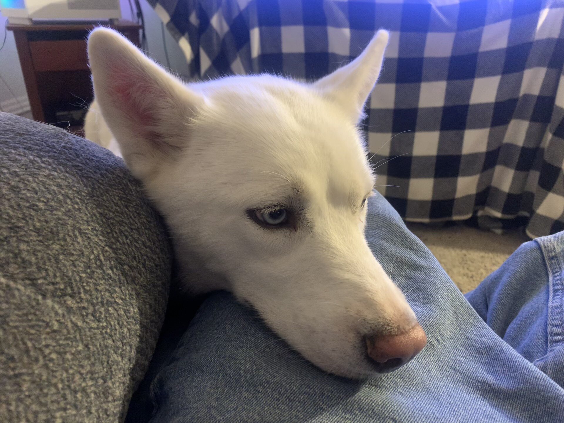 Husky image 2