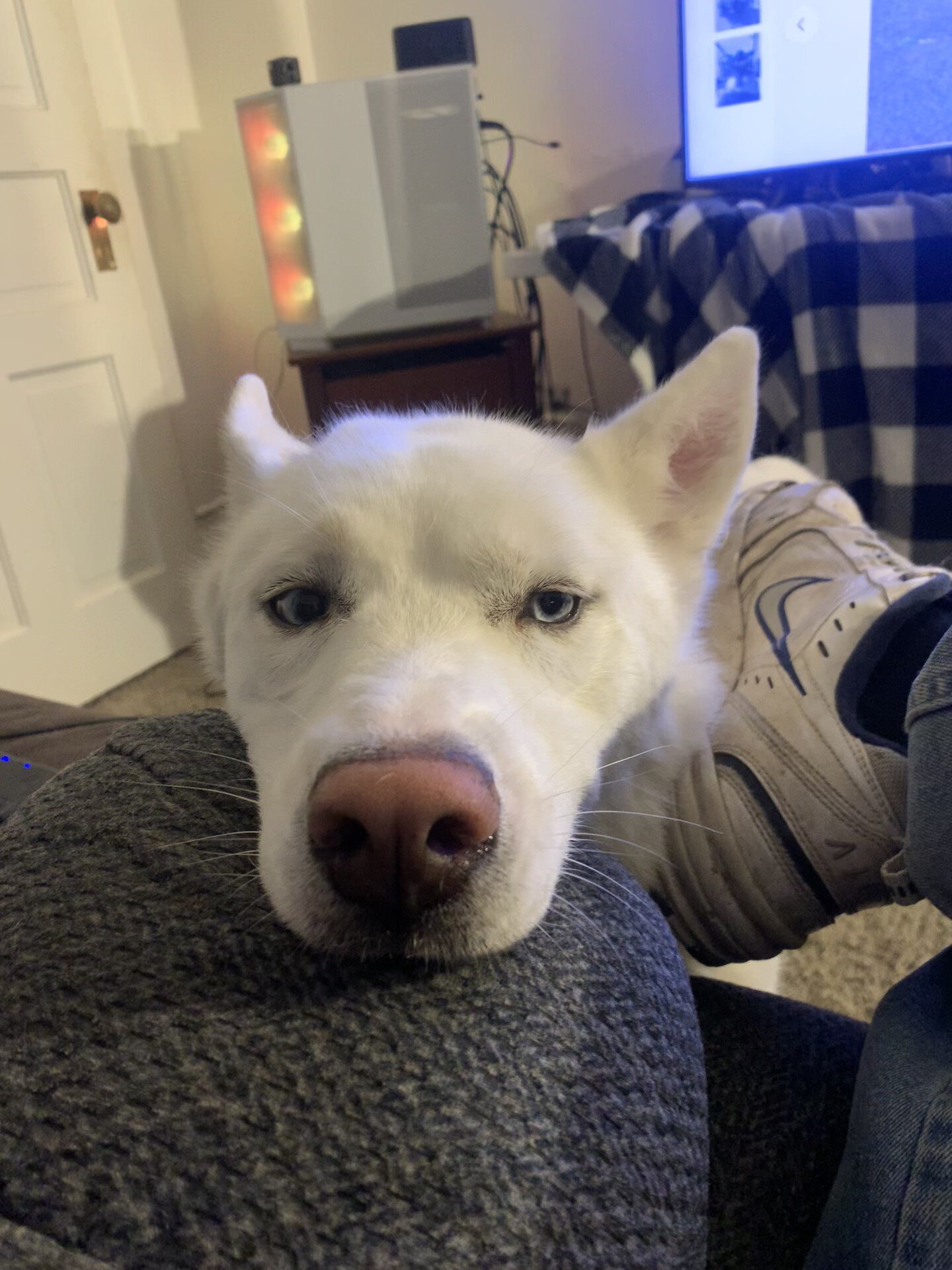 Husky image 1