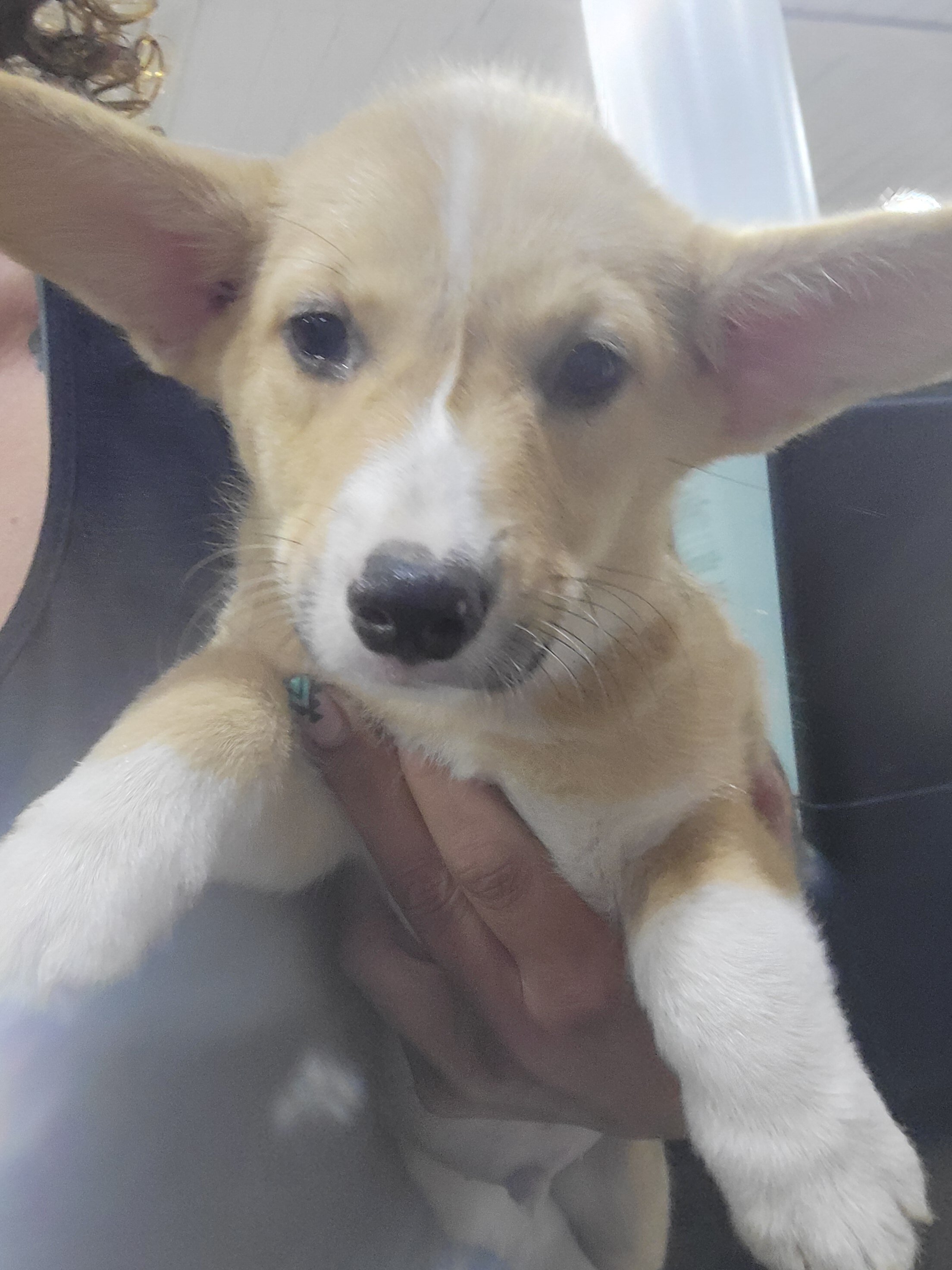 Corgi males image 2